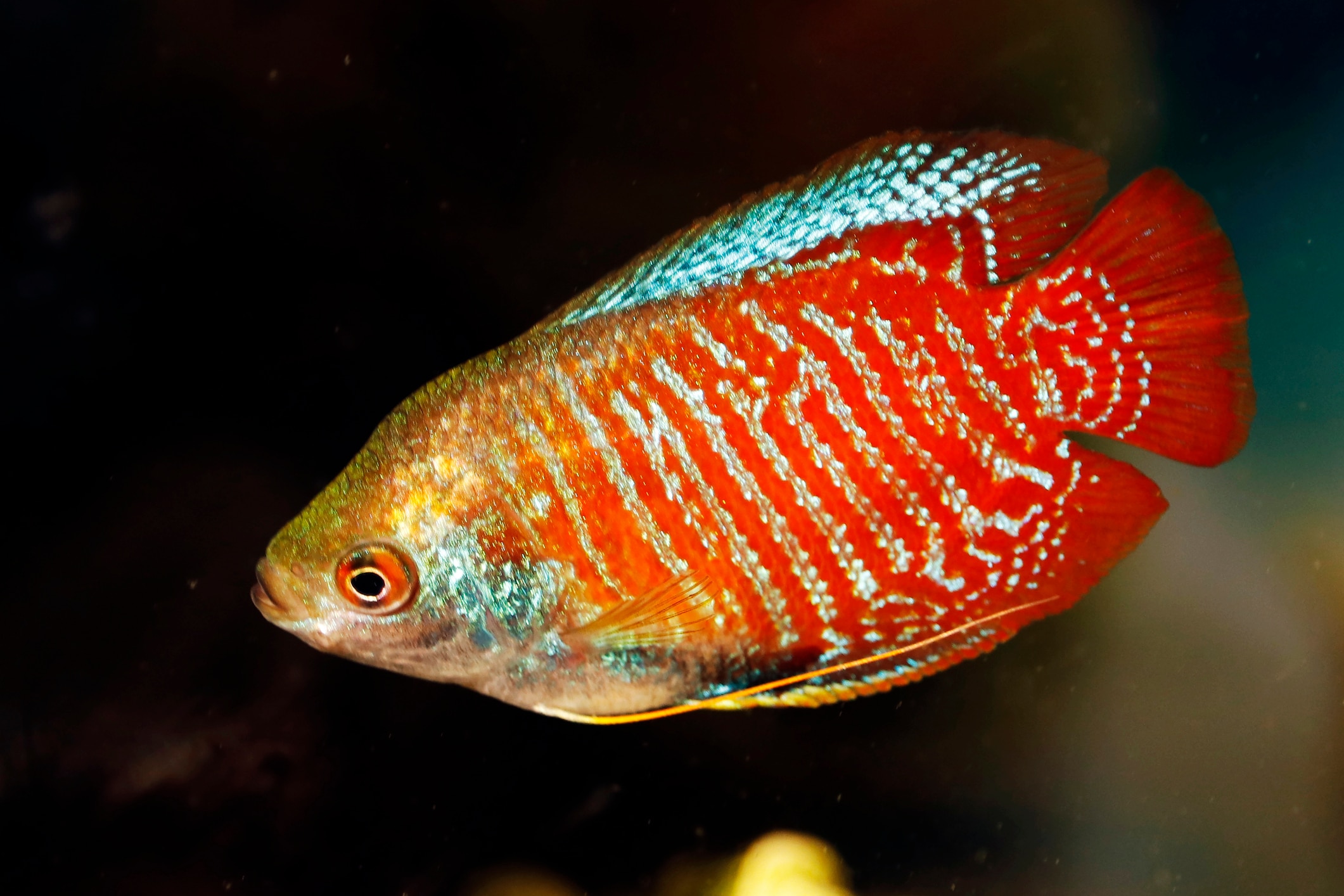 dwarf gourami