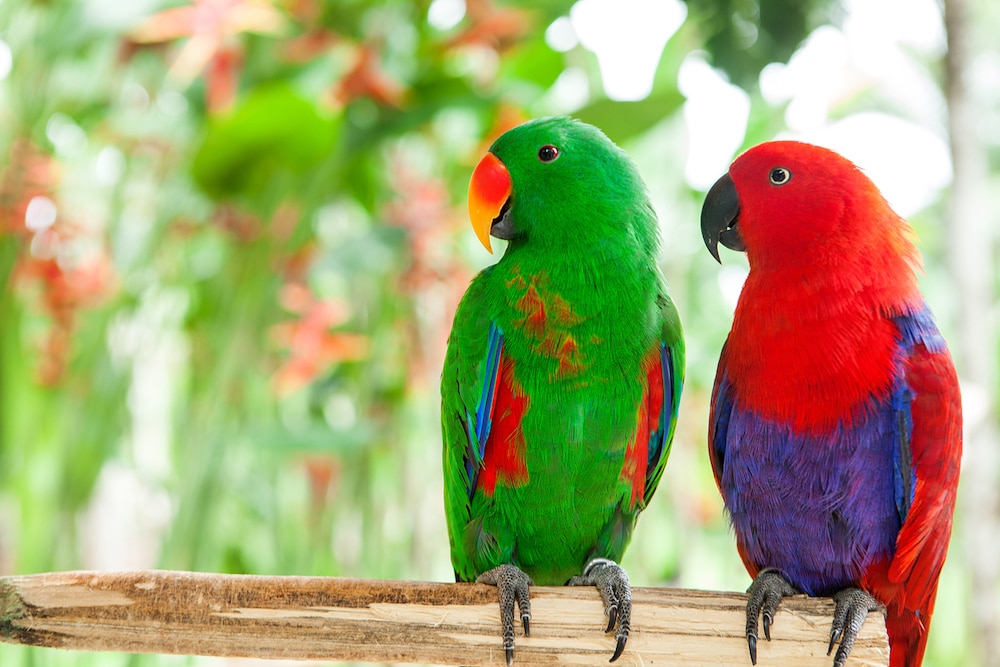 Two eclectus parrots