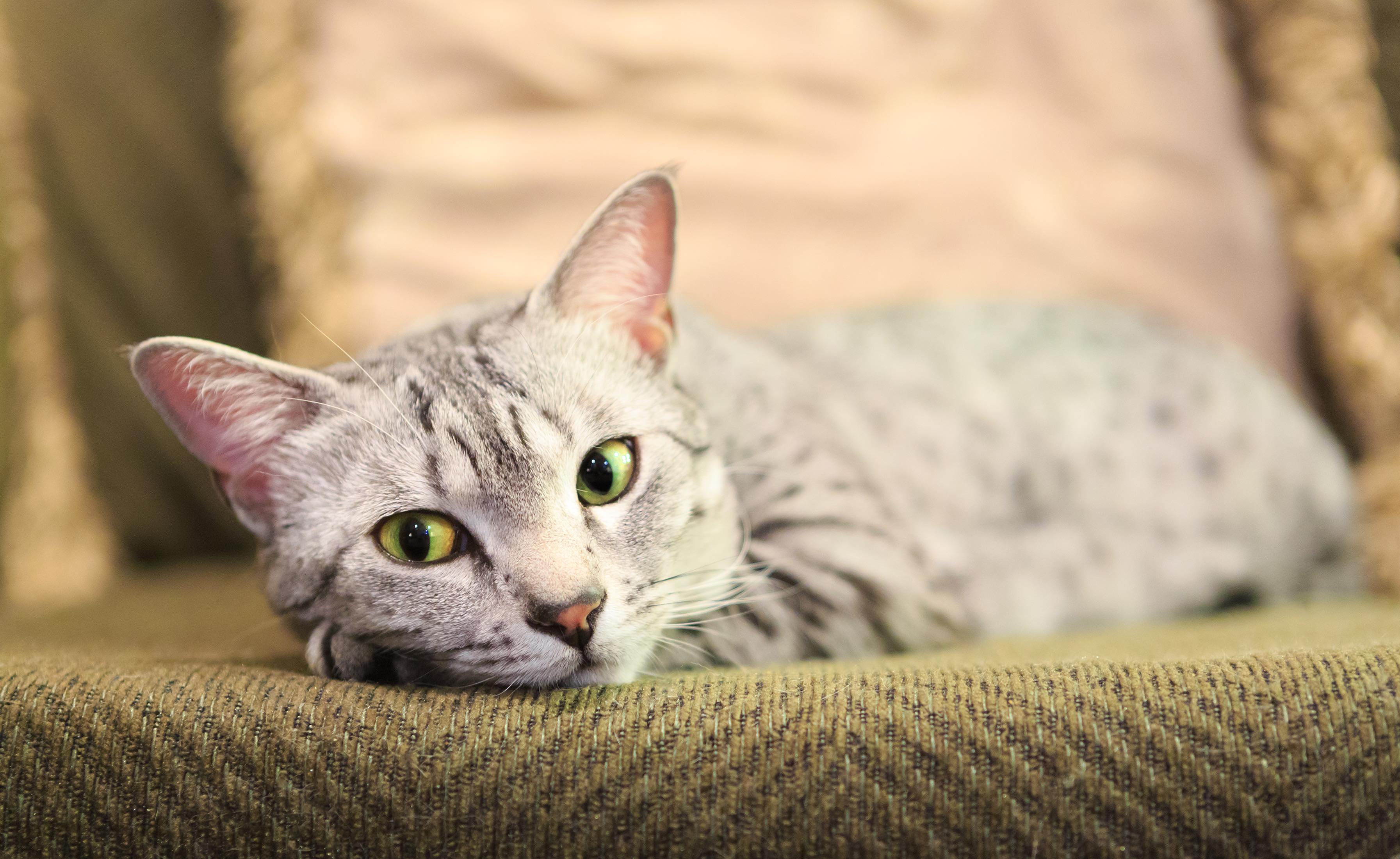 Egyptian Mau Cat Breed Health And Care PetMD Egyptian Mau Cat Breed Health And Care PetMD