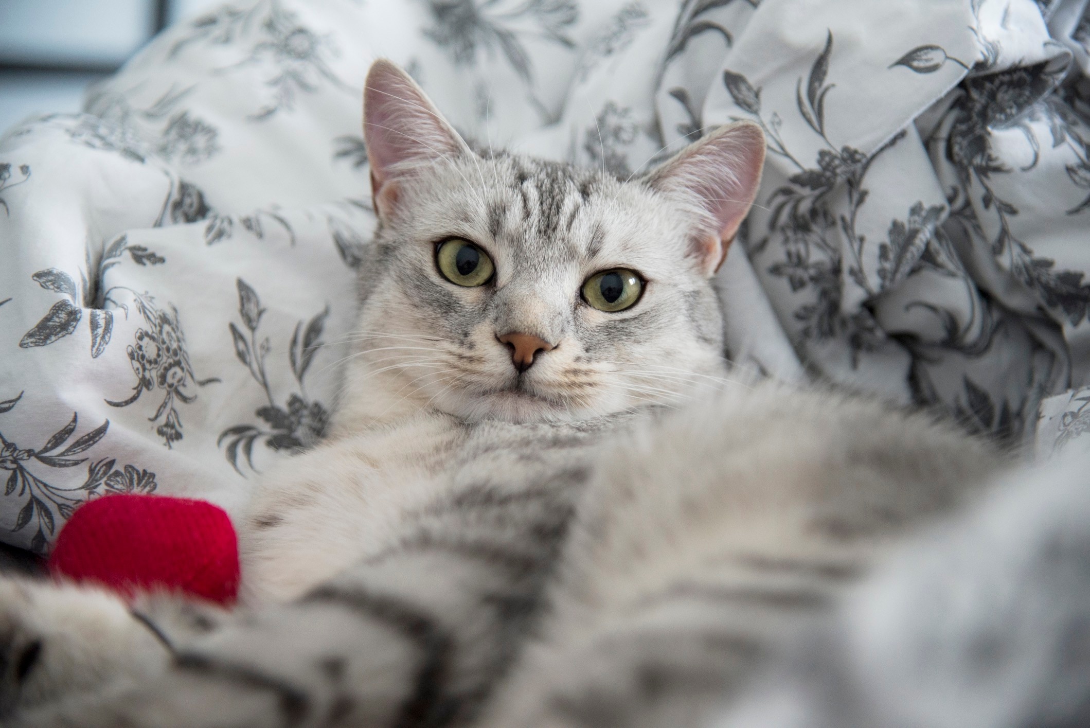 Cat Mau Egyptian argenté en bas sur une couverturet 