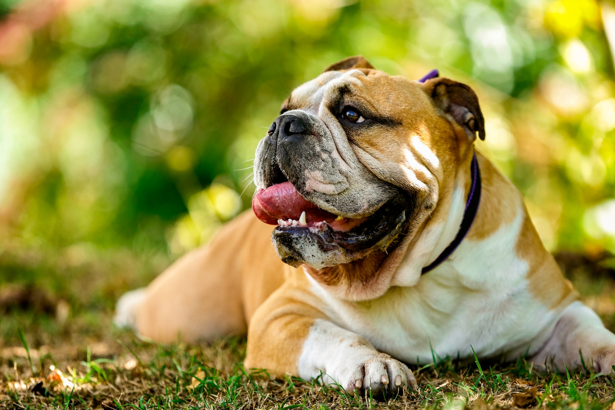 brown and white english bulldog lying down and panting