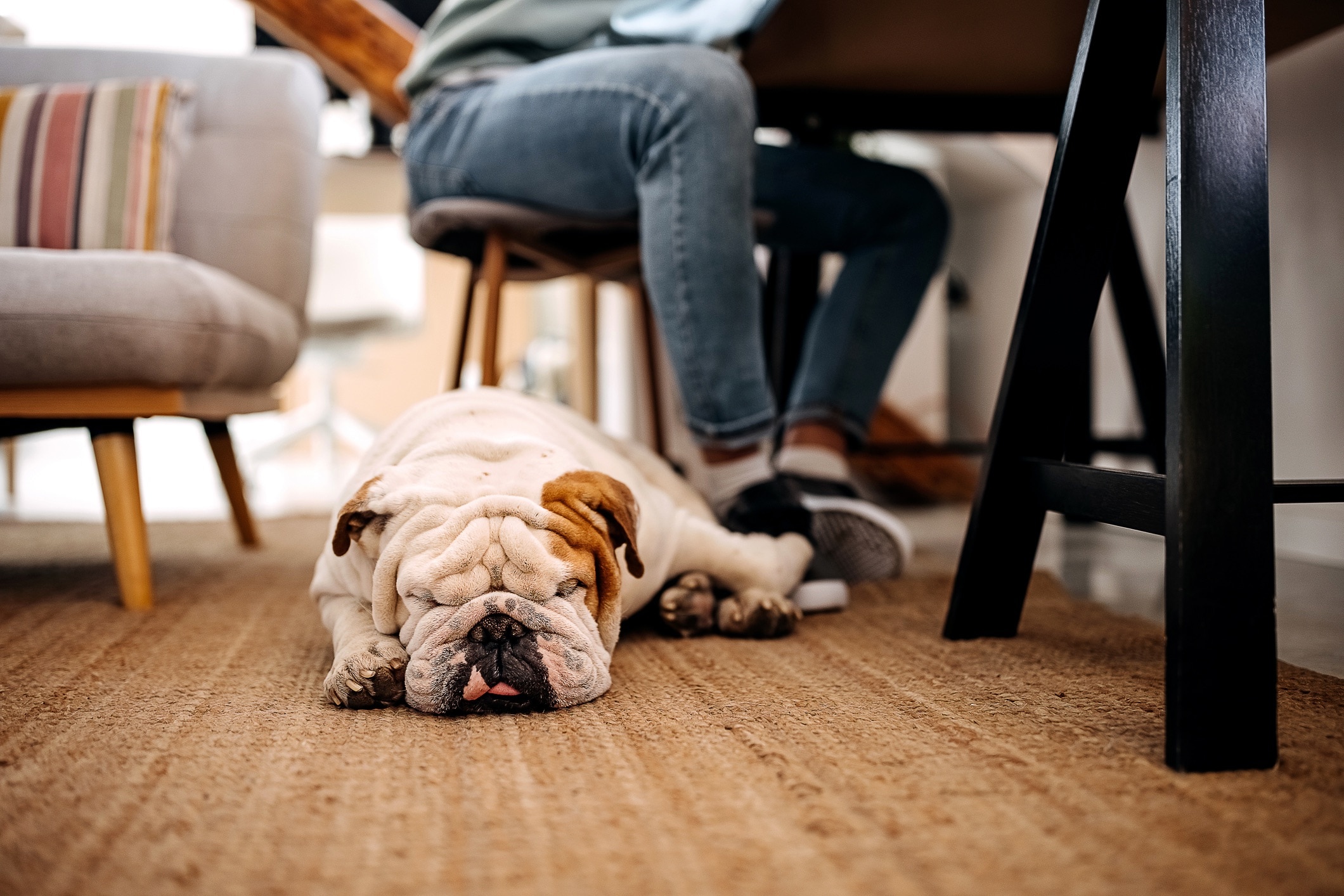 english bulldog lying and sleeping on the floor