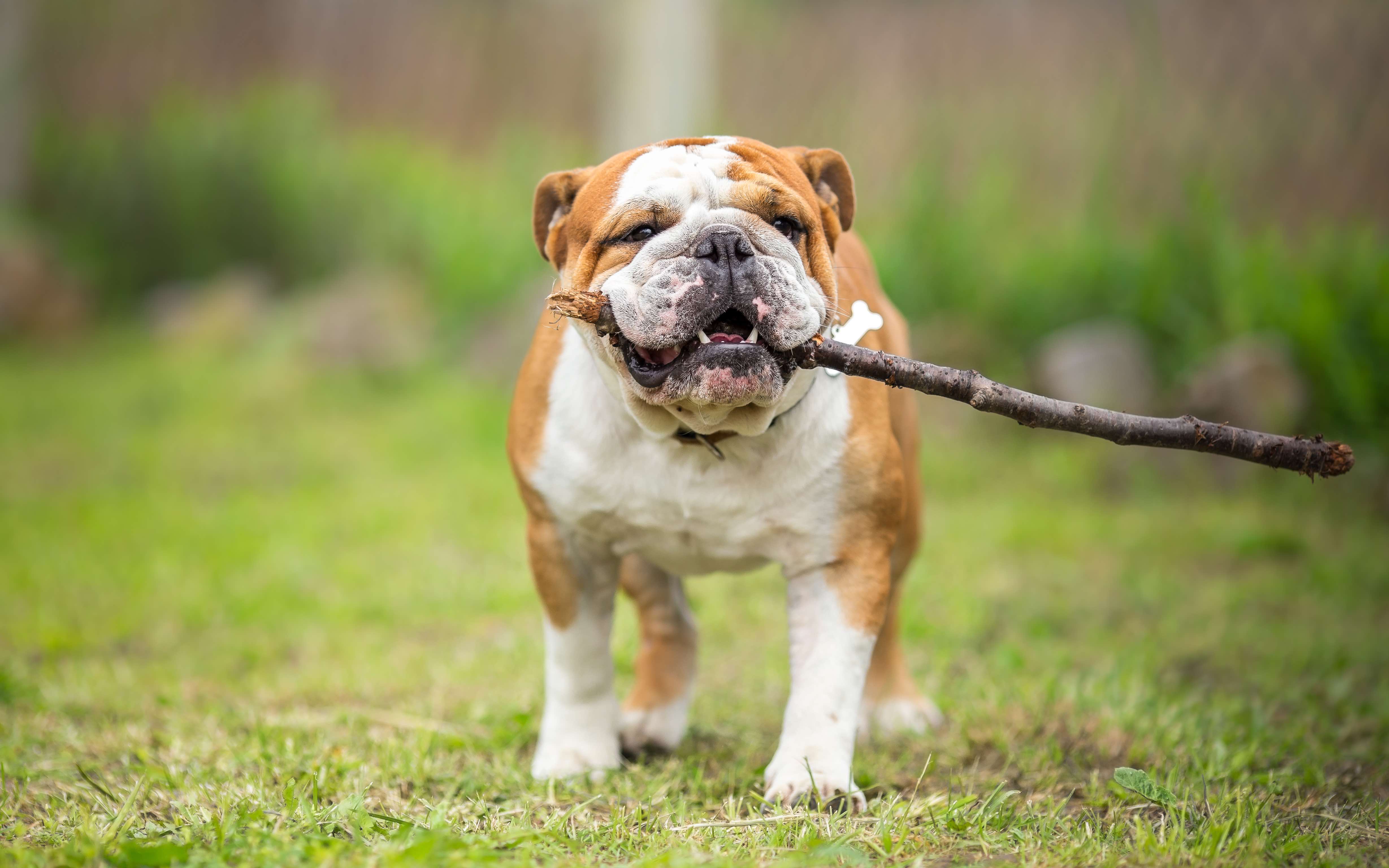 english bulldog standing with a stick in his mouth