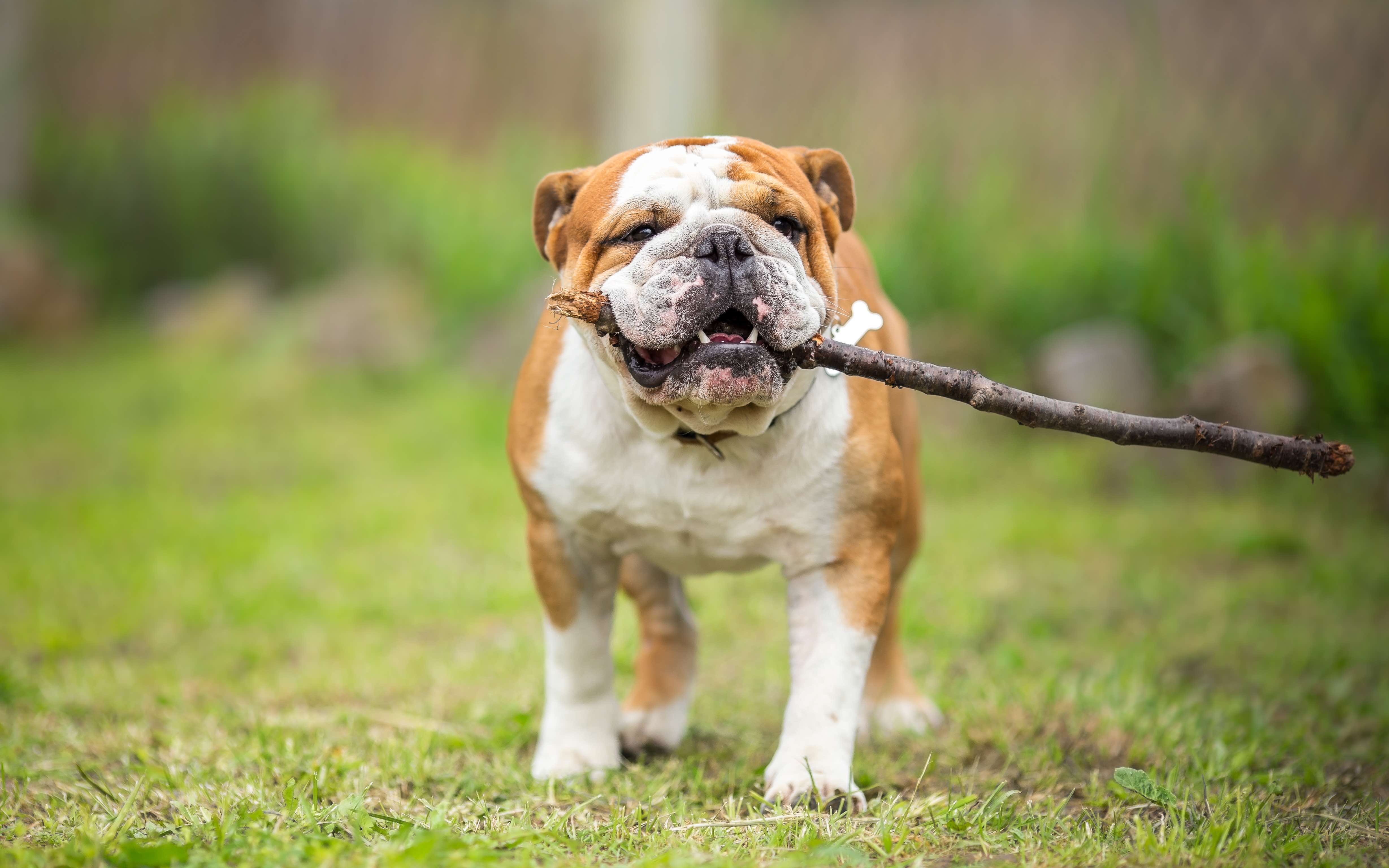 how to take care of english bulldog puppies