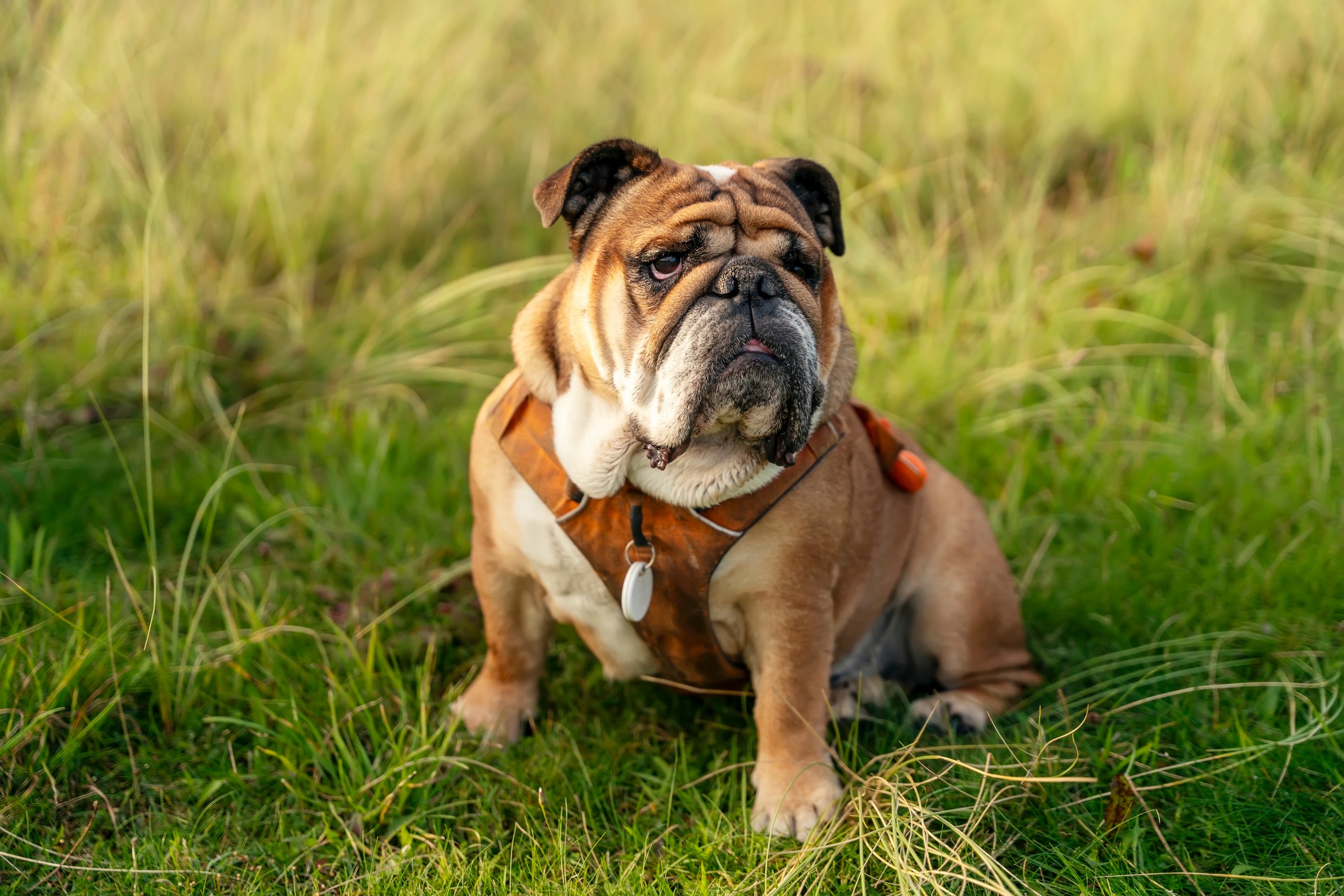 brown english bulldog sitting and wearing a harness