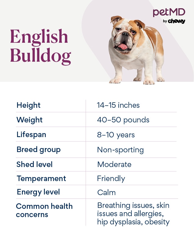 chart depicting an english bulldog's characteristics