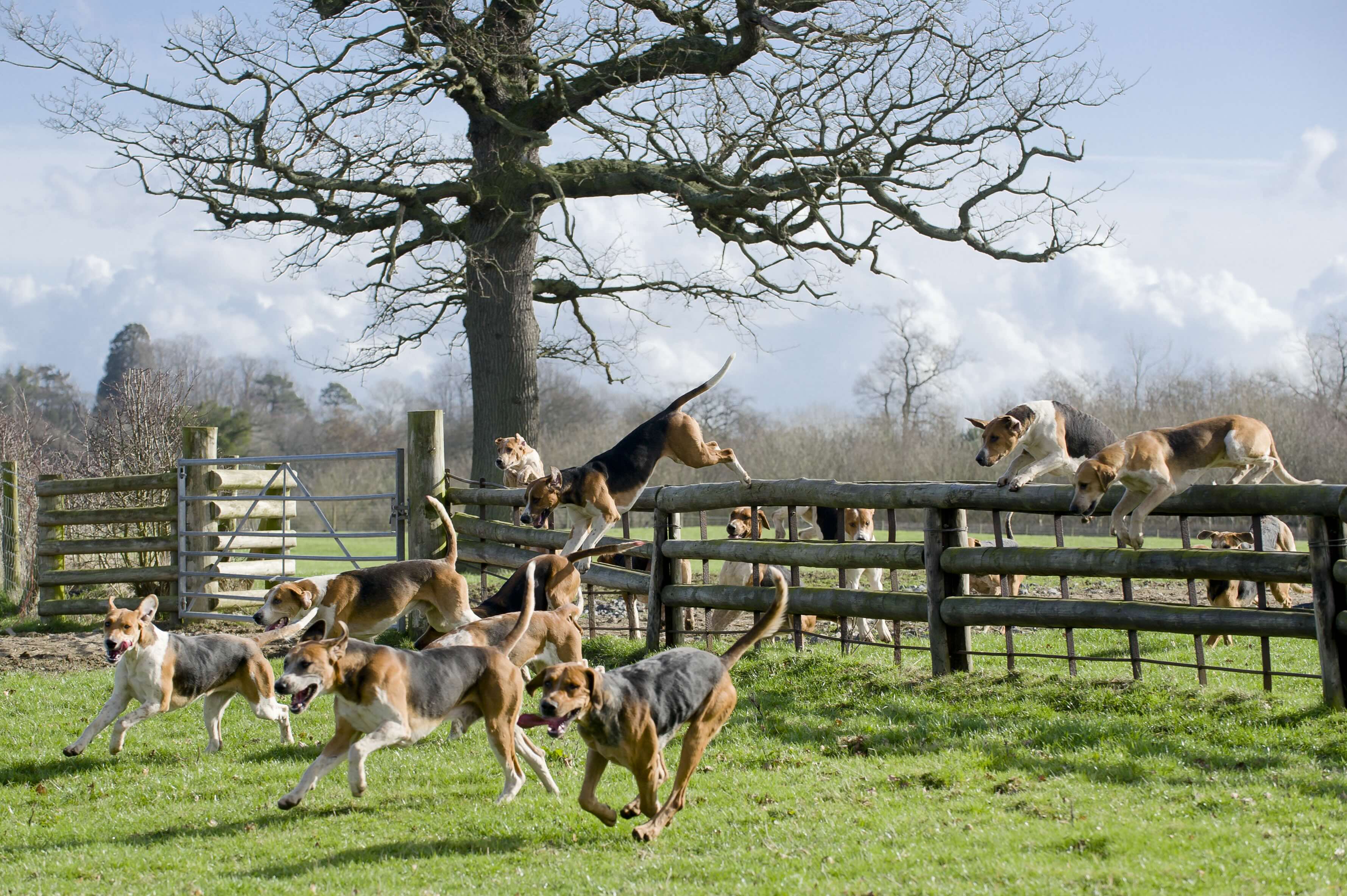 group of english foxhounds jumping over a wooden fence