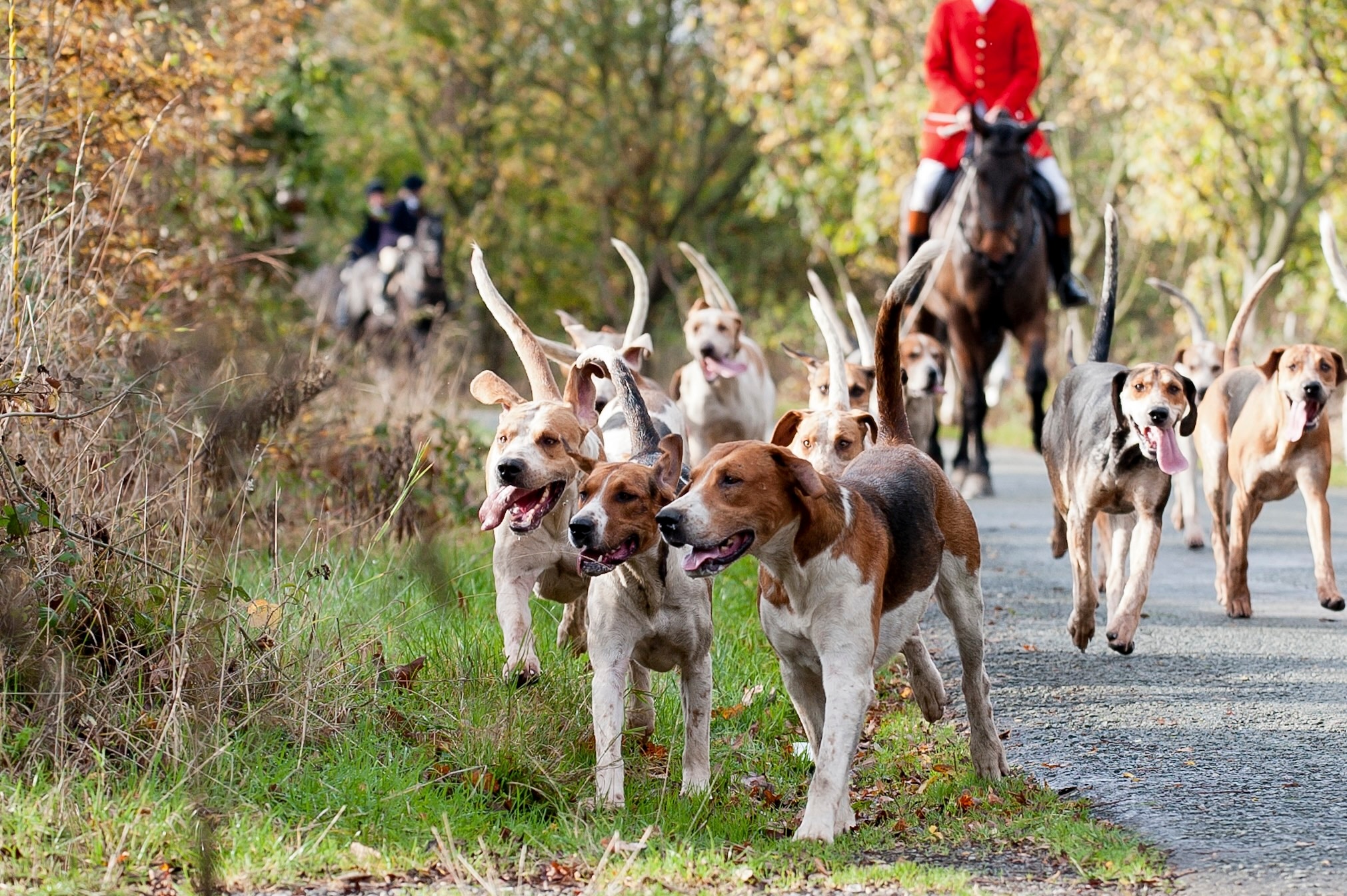 group of english foxhounds walking along a path on a fox hunt