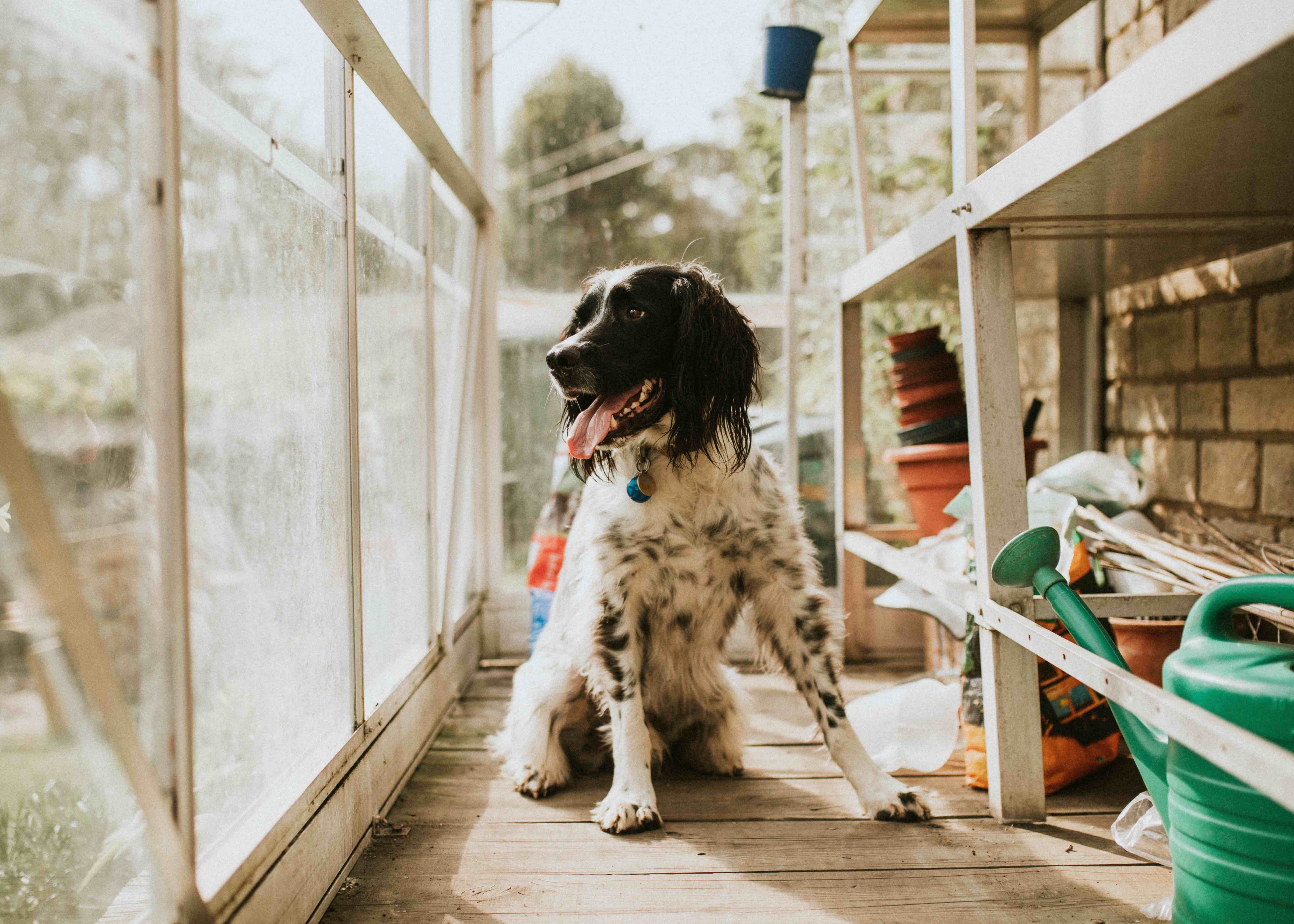 black and white english setter sitting in a sunroom