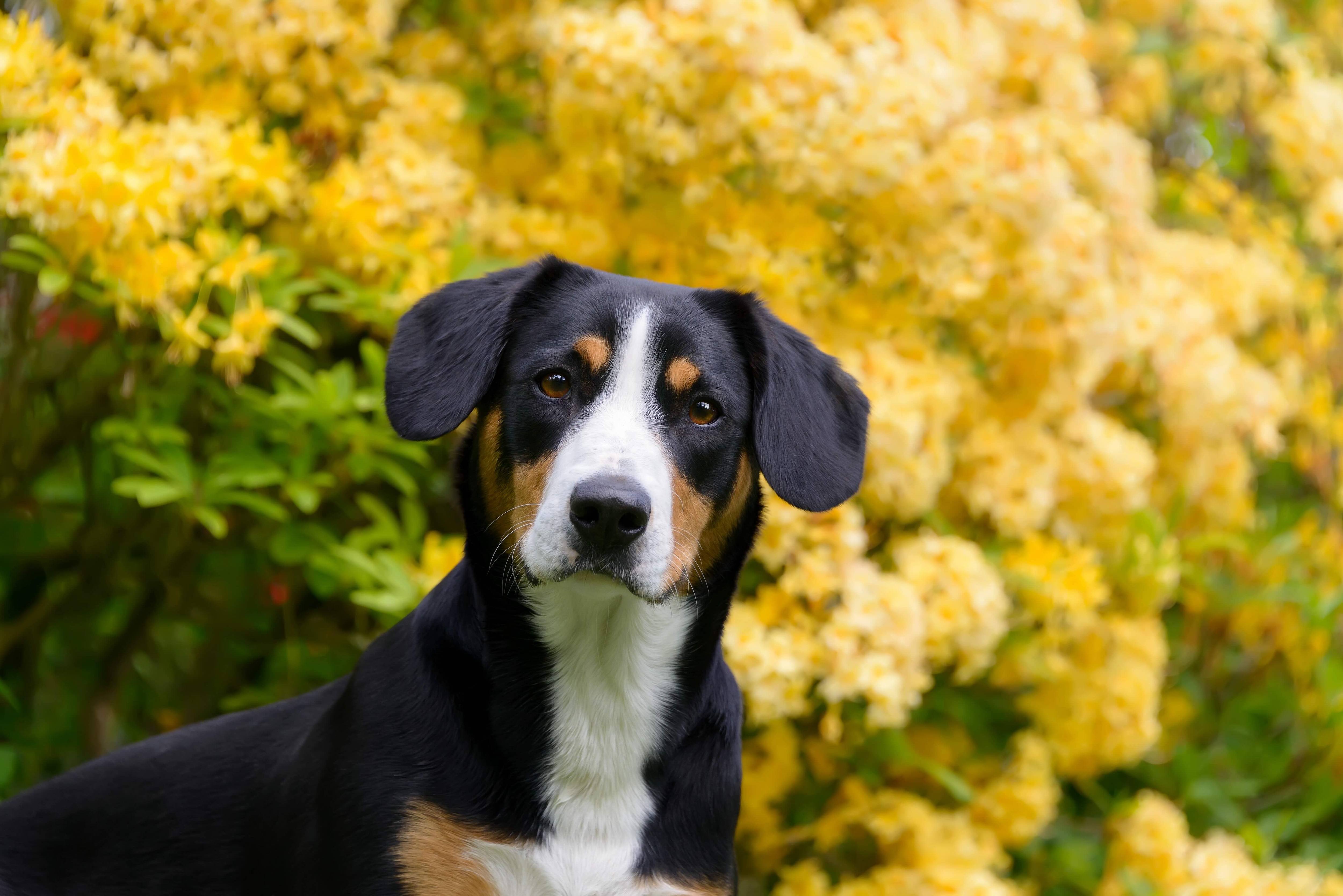 close-up of a tricolor entlebucher mountain dog's face in front of a bush of yellow flowers