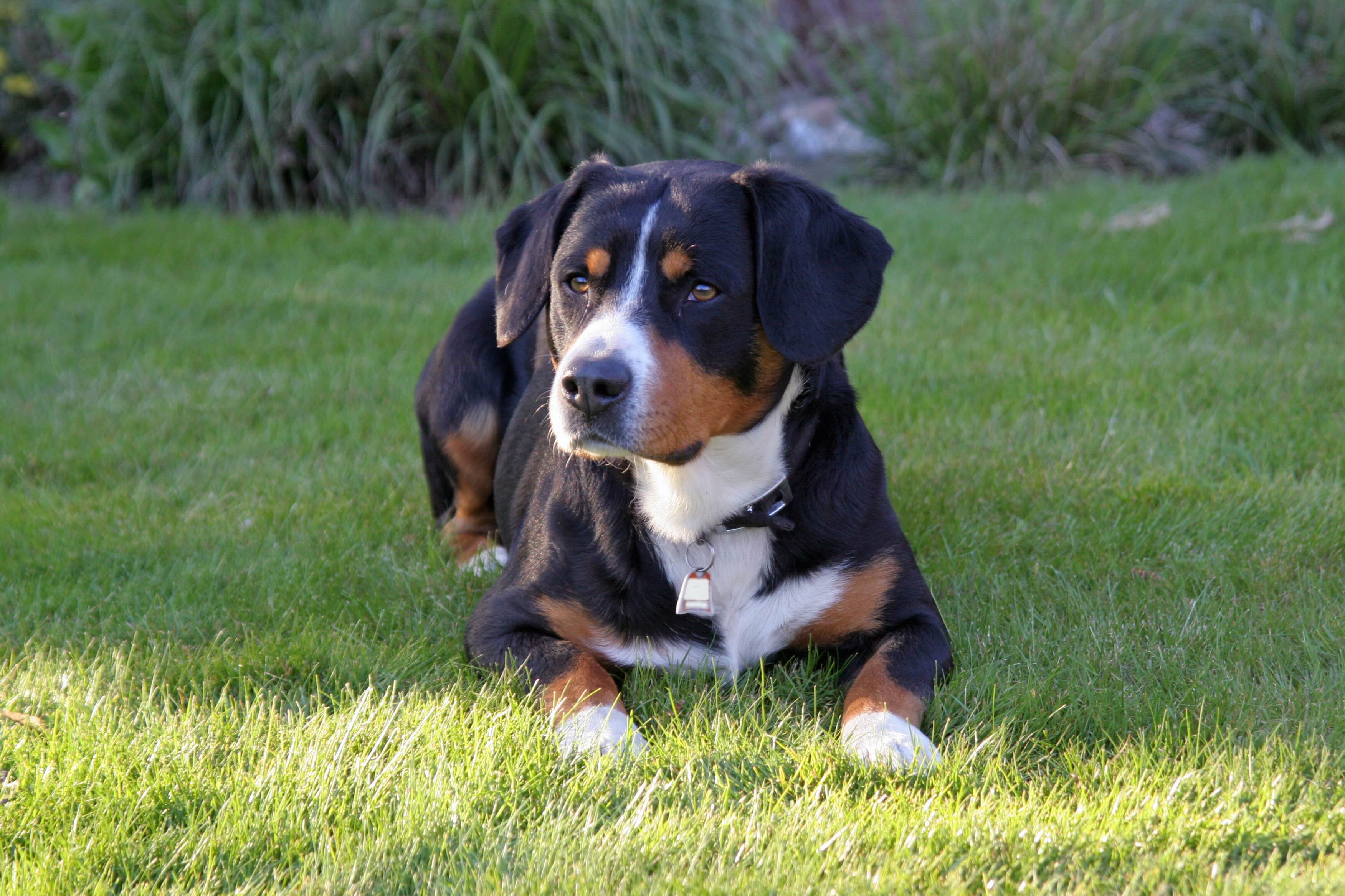 entlebucher mountian dog lying in grass 