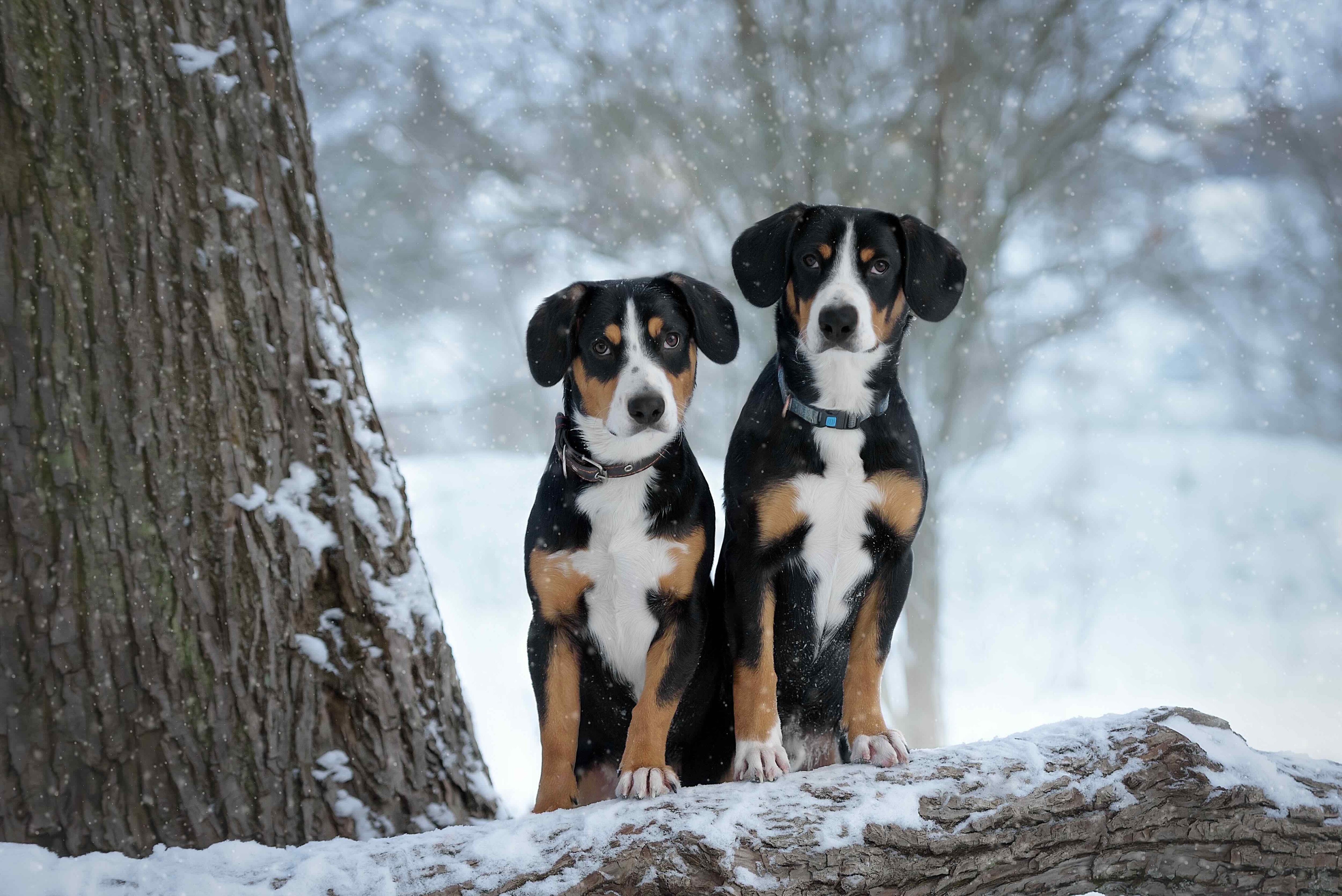 two entlebucher mountain dogs standing on a snowy log