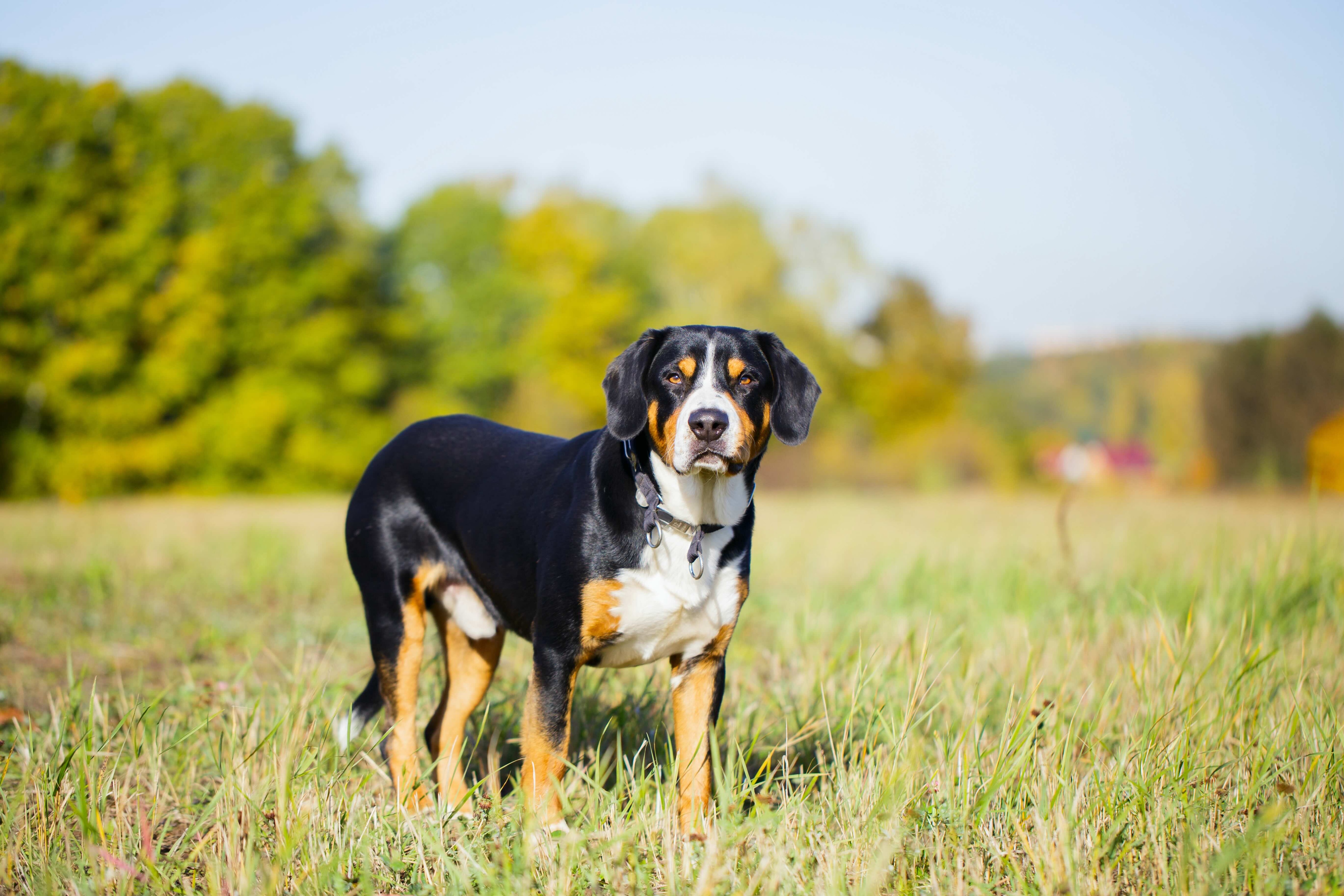 entlebucher mountain dog standing in grass