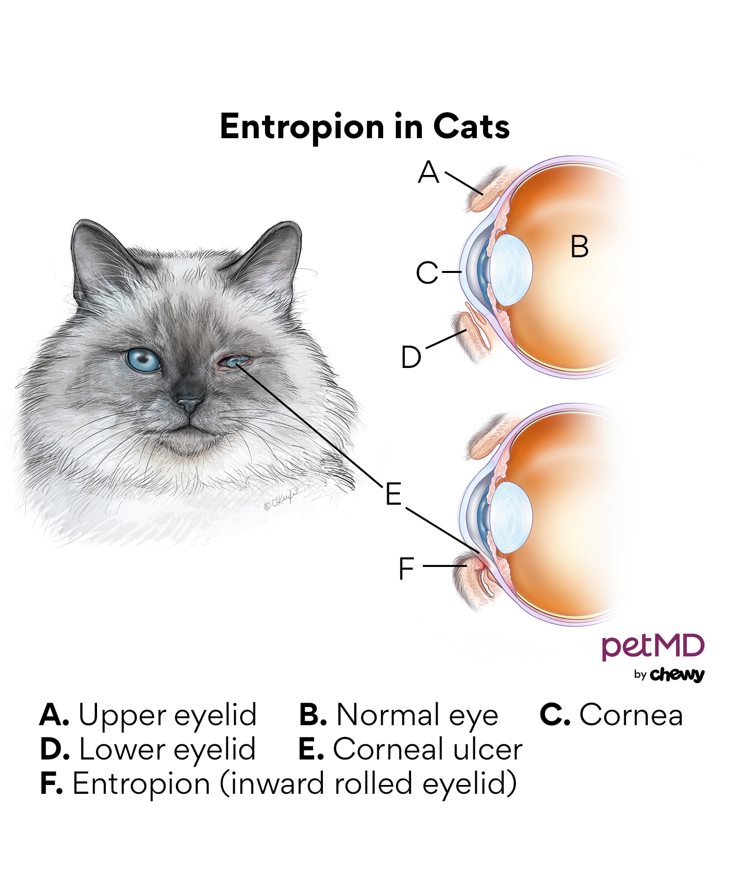 A diagram of entropion in cats.