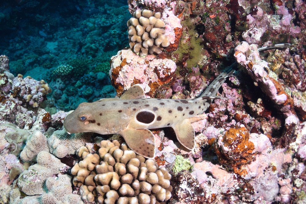 Epaulette shark