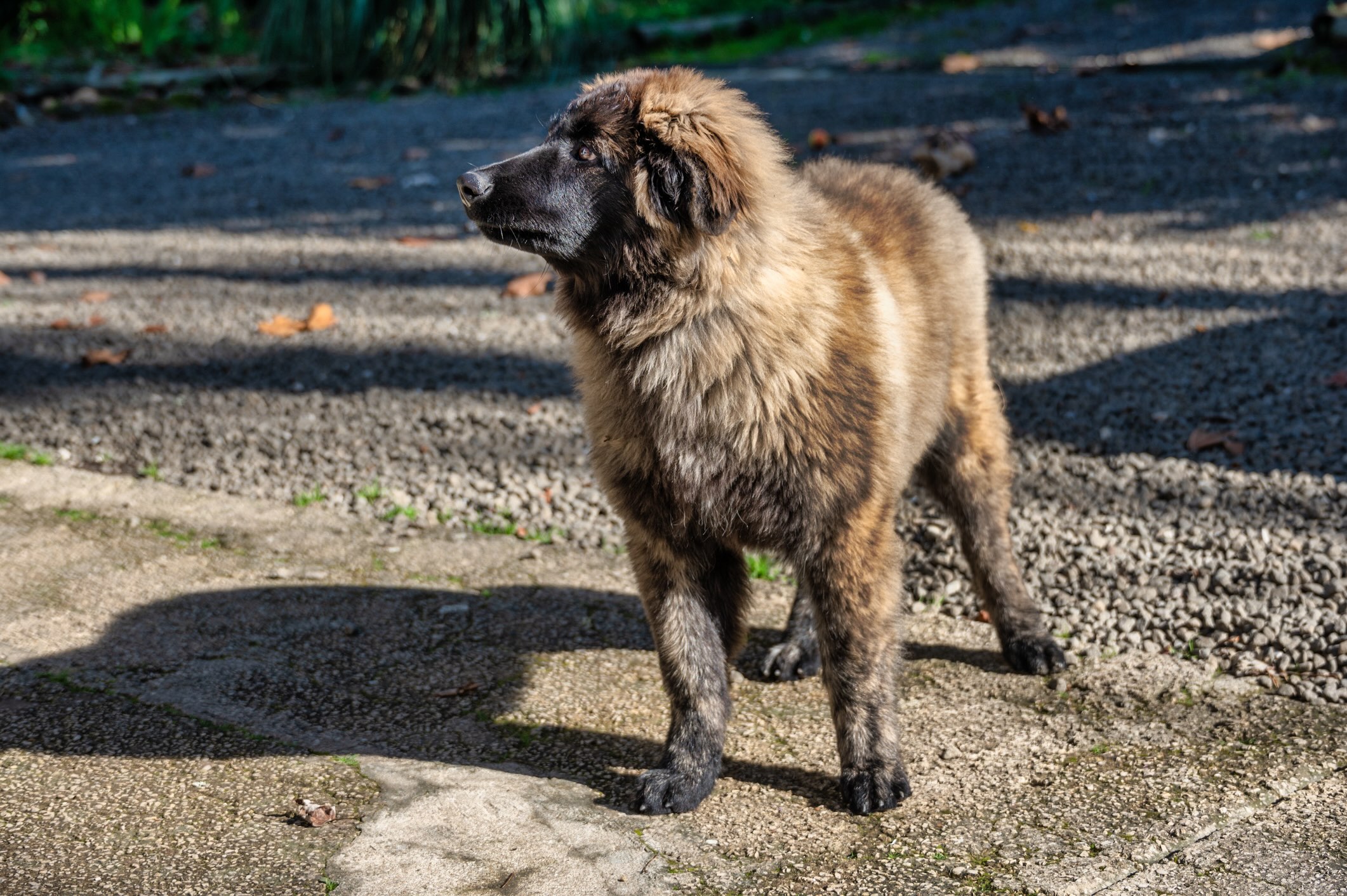 estrela mountain dog standing