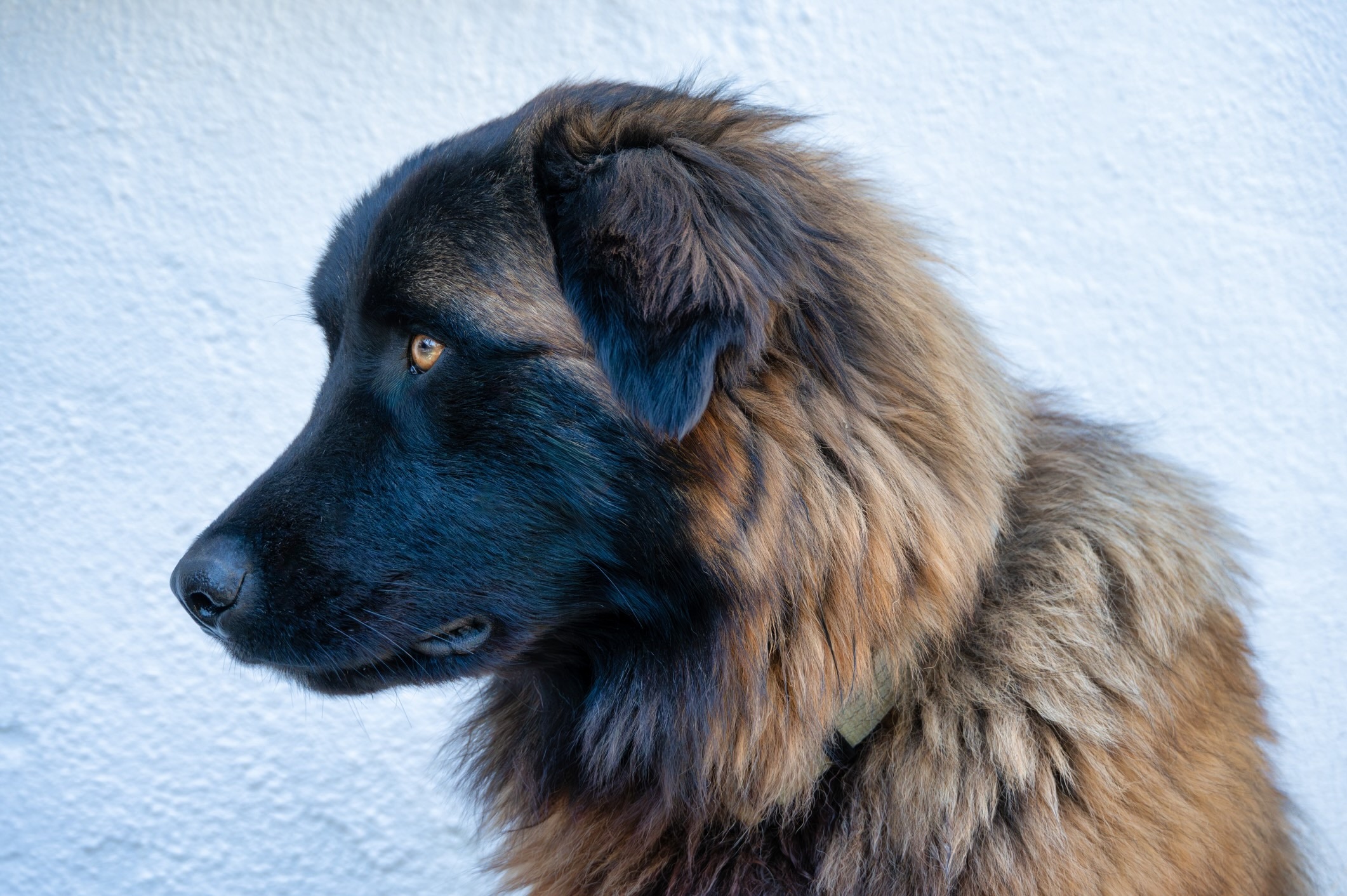 portrait of an estrela mountain dog's face