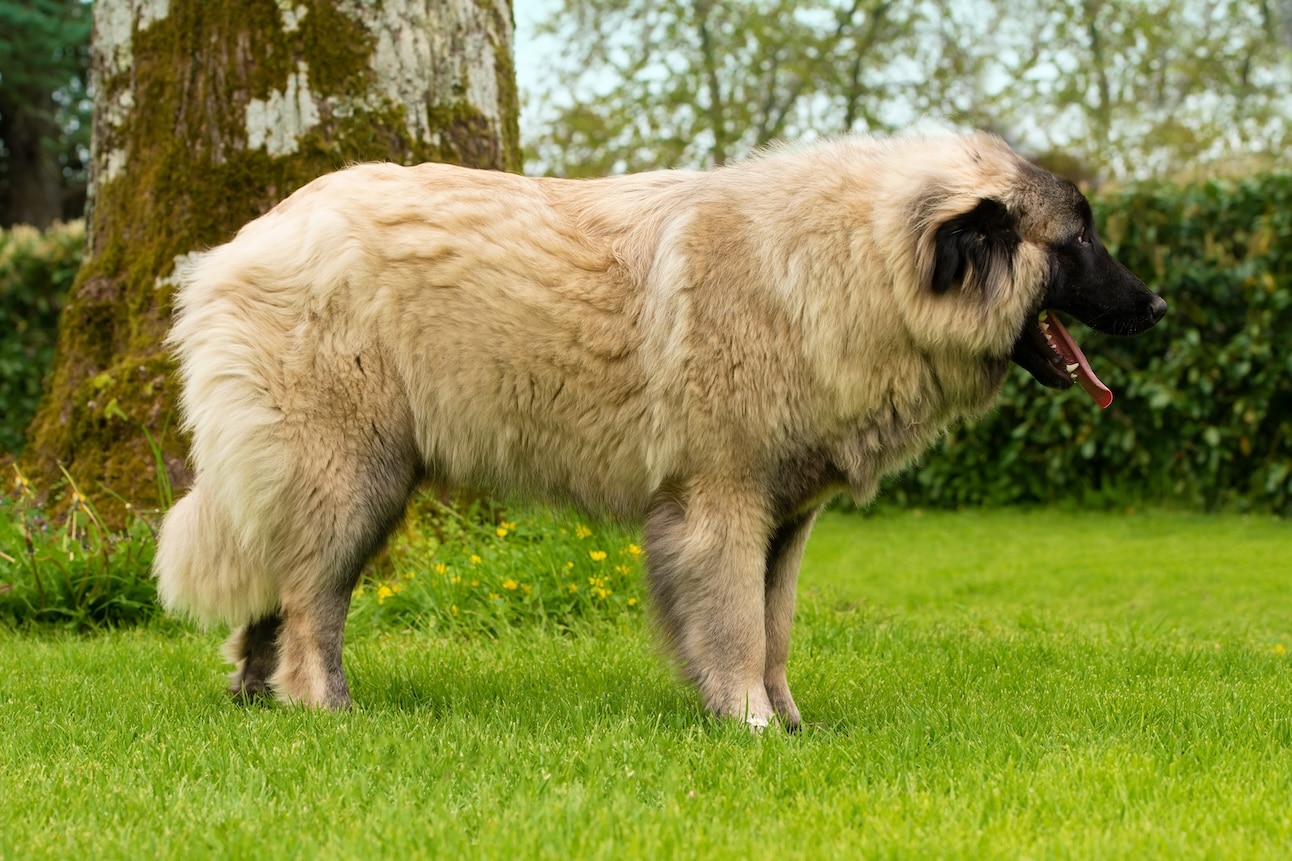 estrela mountain dog standing in grass
