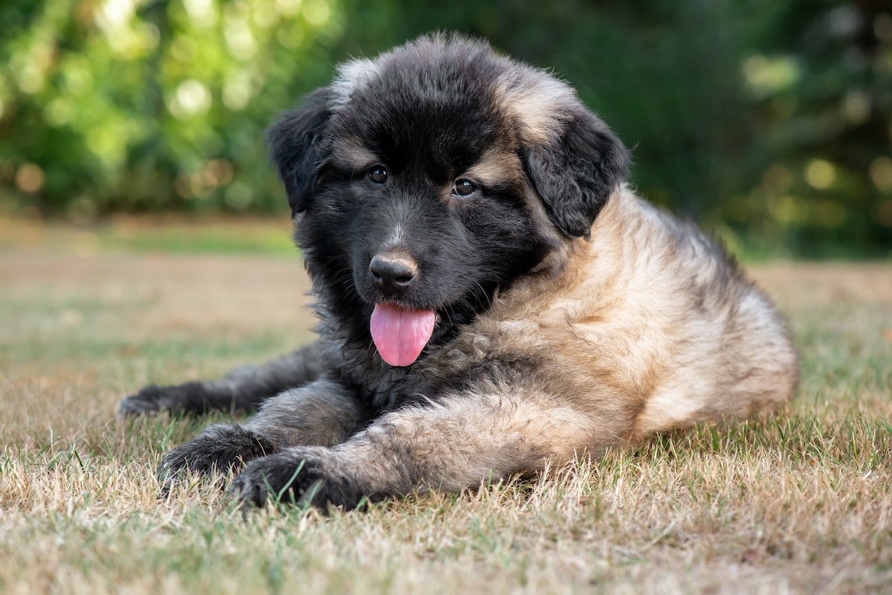 estrela mountain dog puppy lying in grass