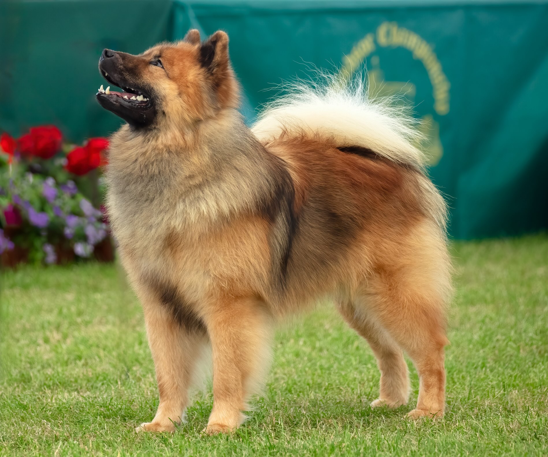 red eurasier standing and looking up