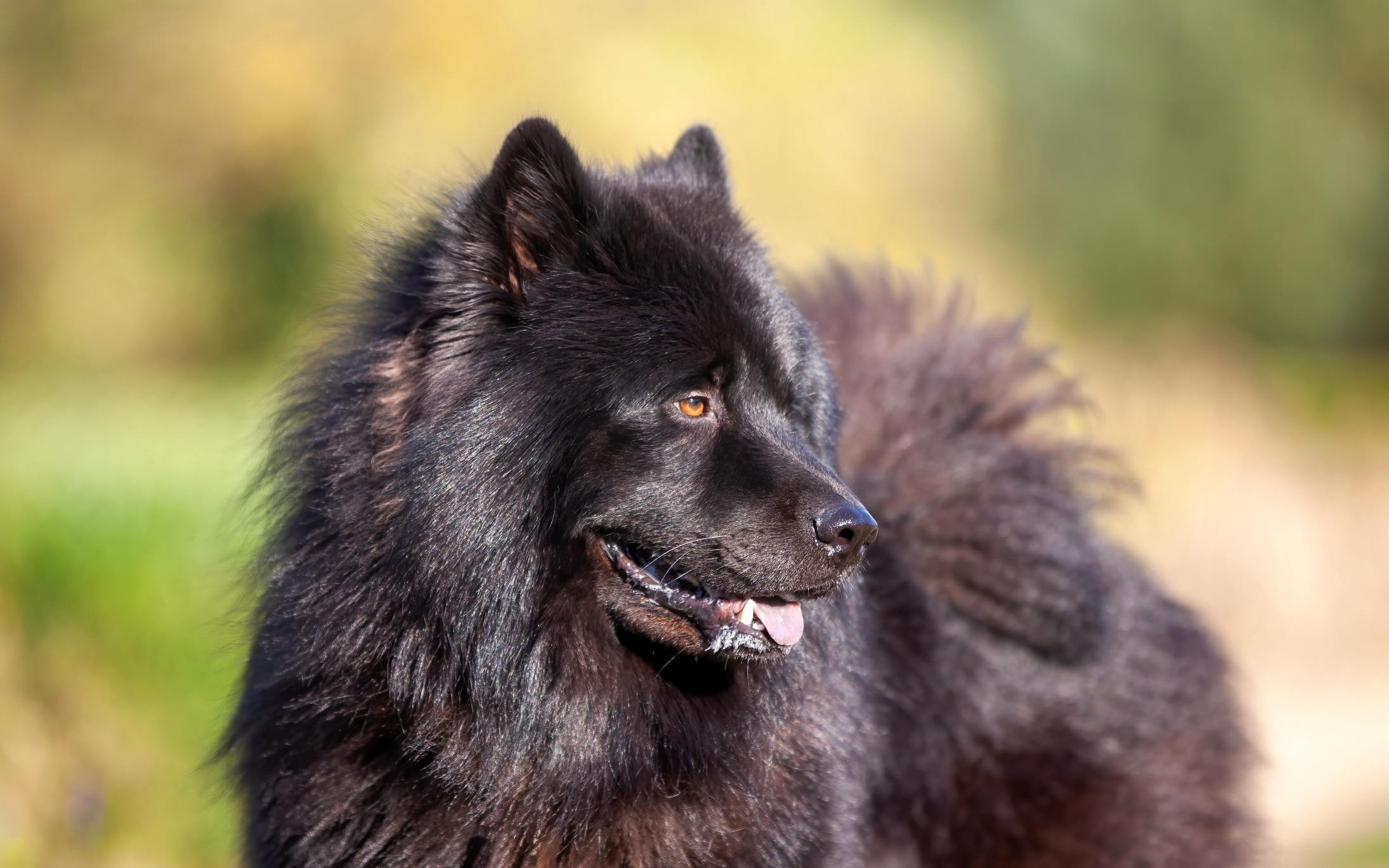 close-up of a fluffy black eurasier dog standing outside and looking to the side