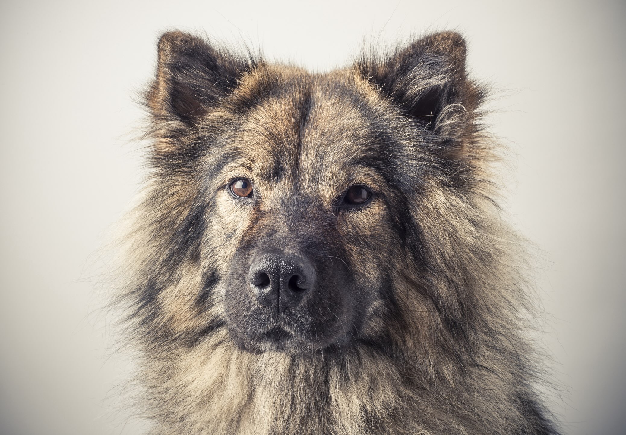 close-up portrait of a brindle eurasier