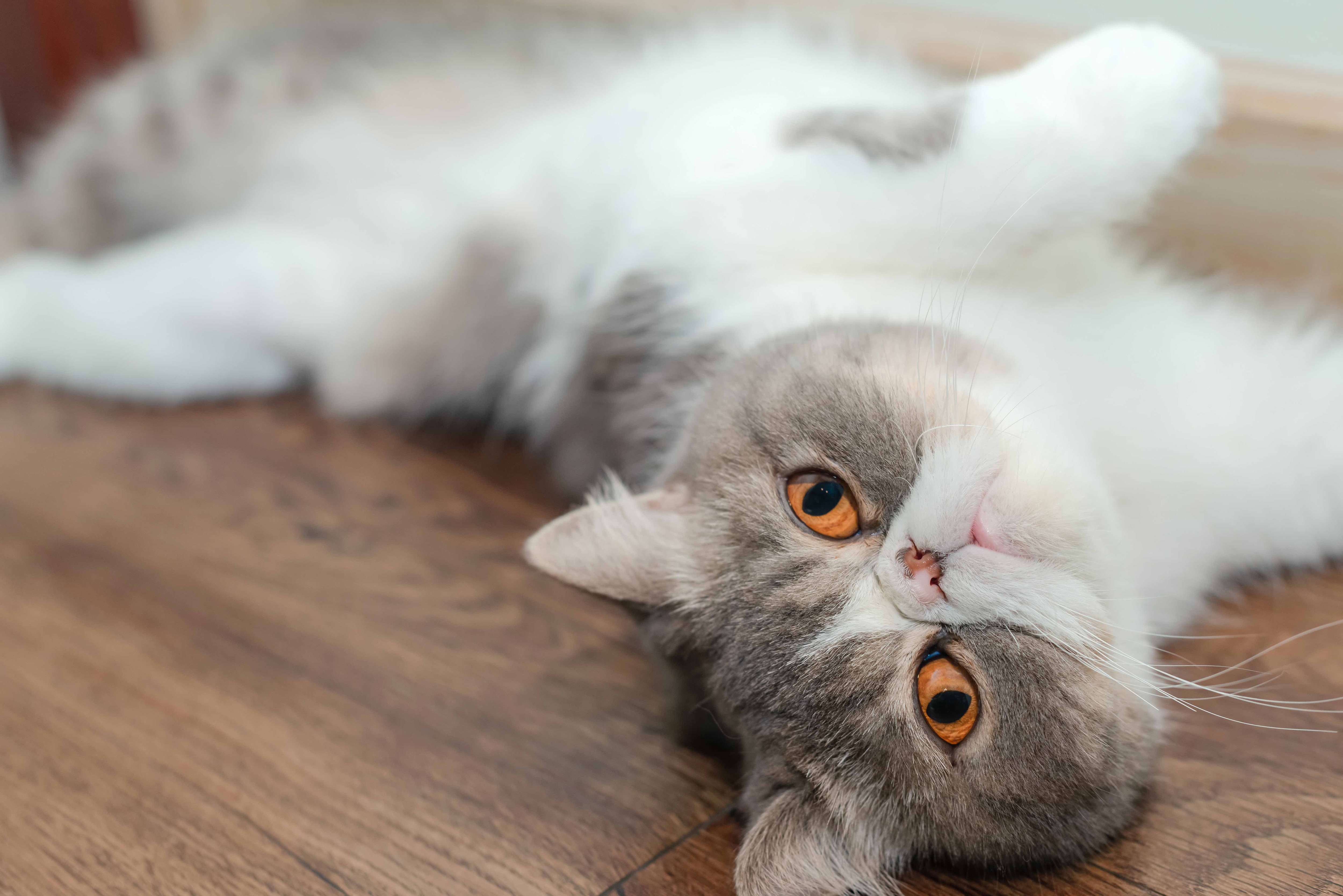 gray and white exotic shorthair cat lying on his back