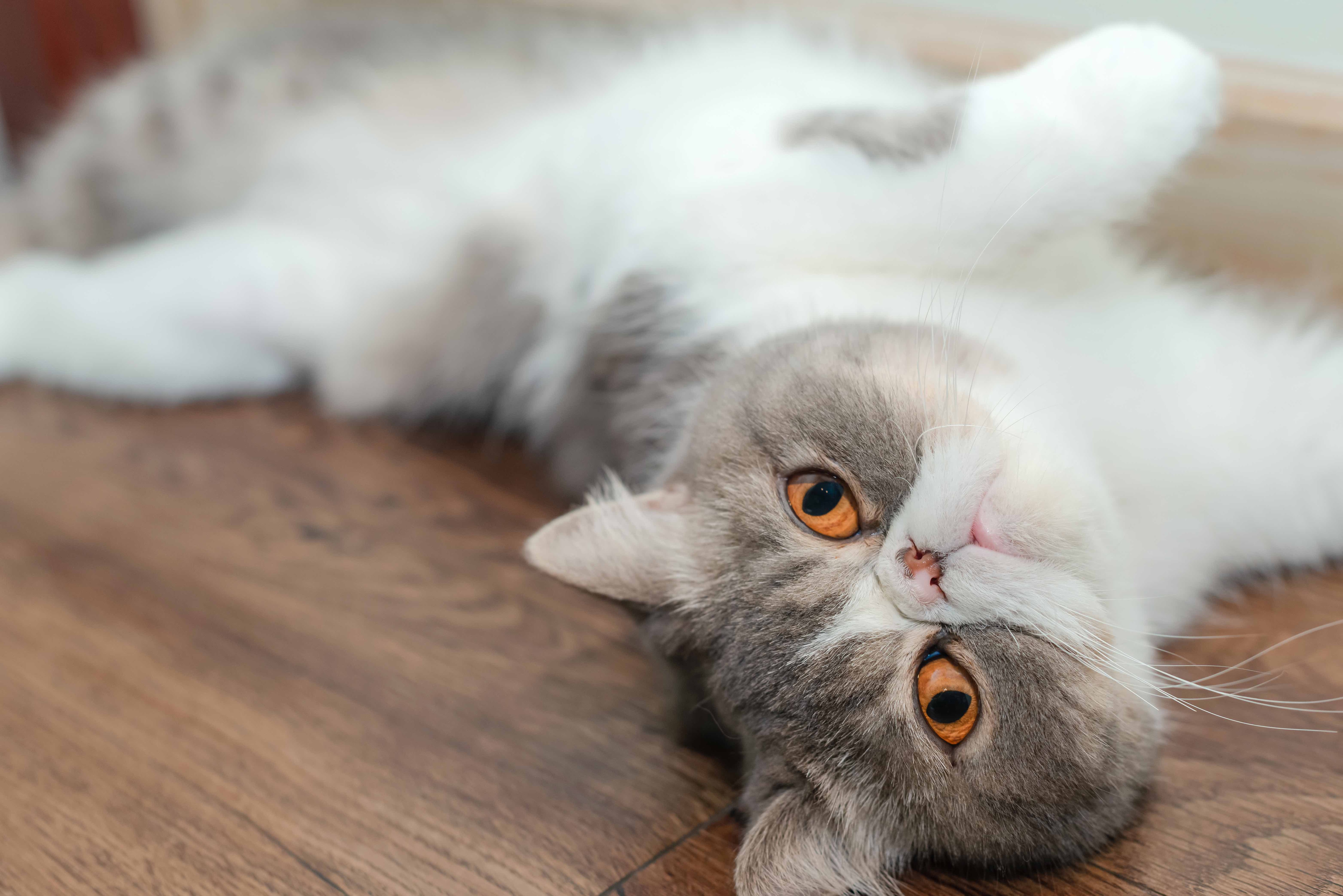 chat gris et blanc chat Shorthair allongé sur son dos