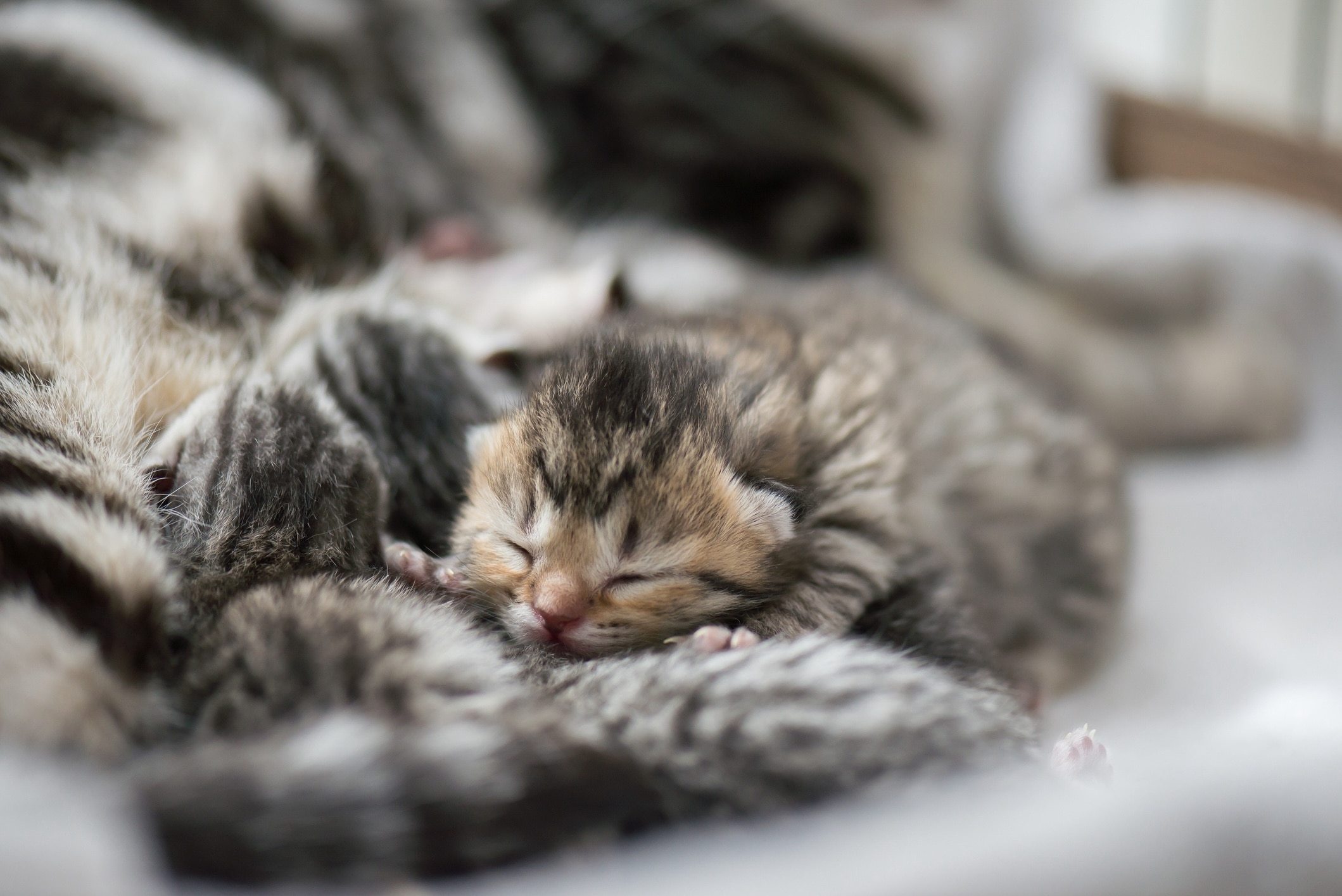 pile of newborn tabby kittens in shallow focus