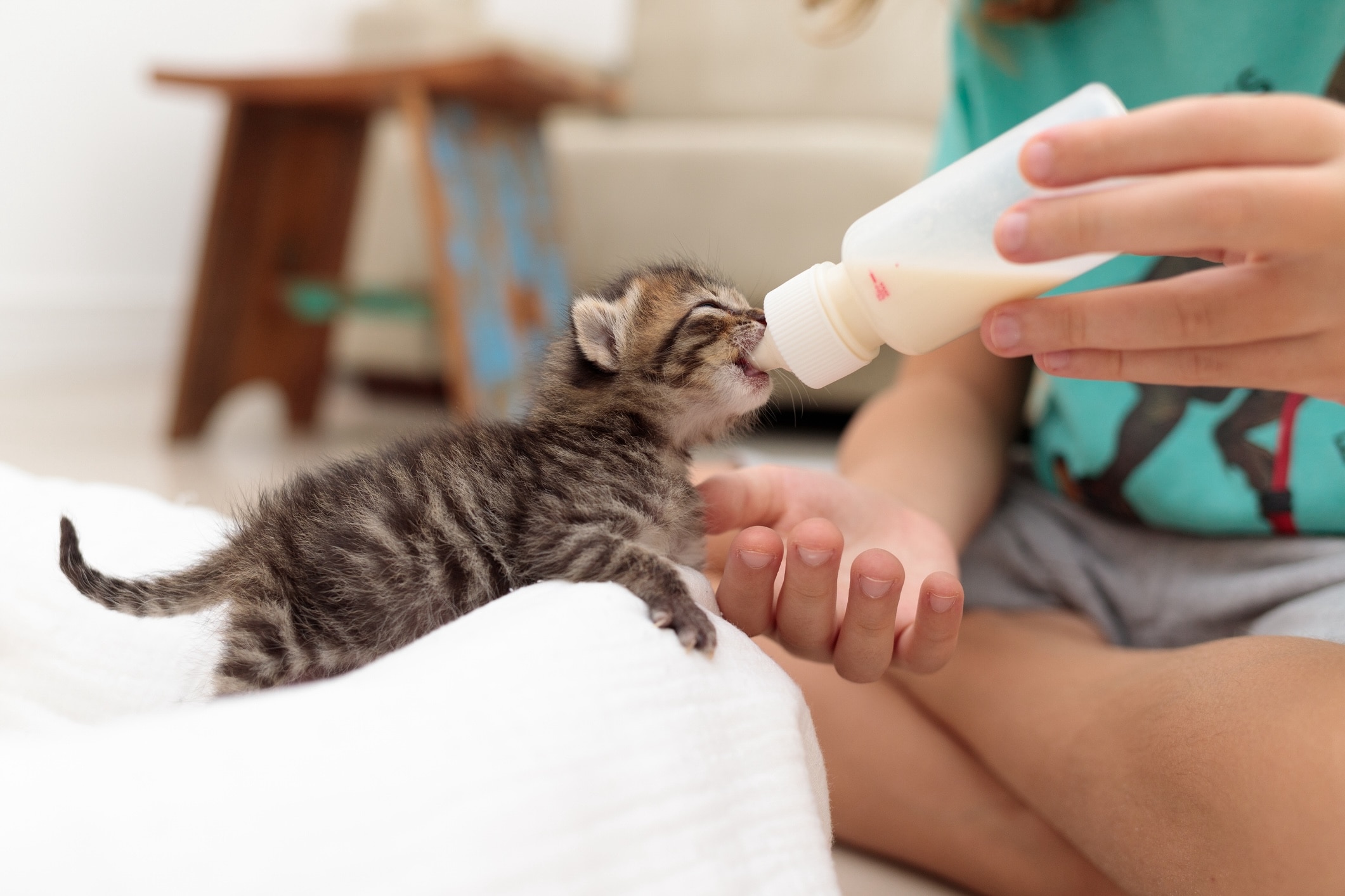 fluffy brown tabby kitten eating from a bottle, recovering from fading kitten syndrome