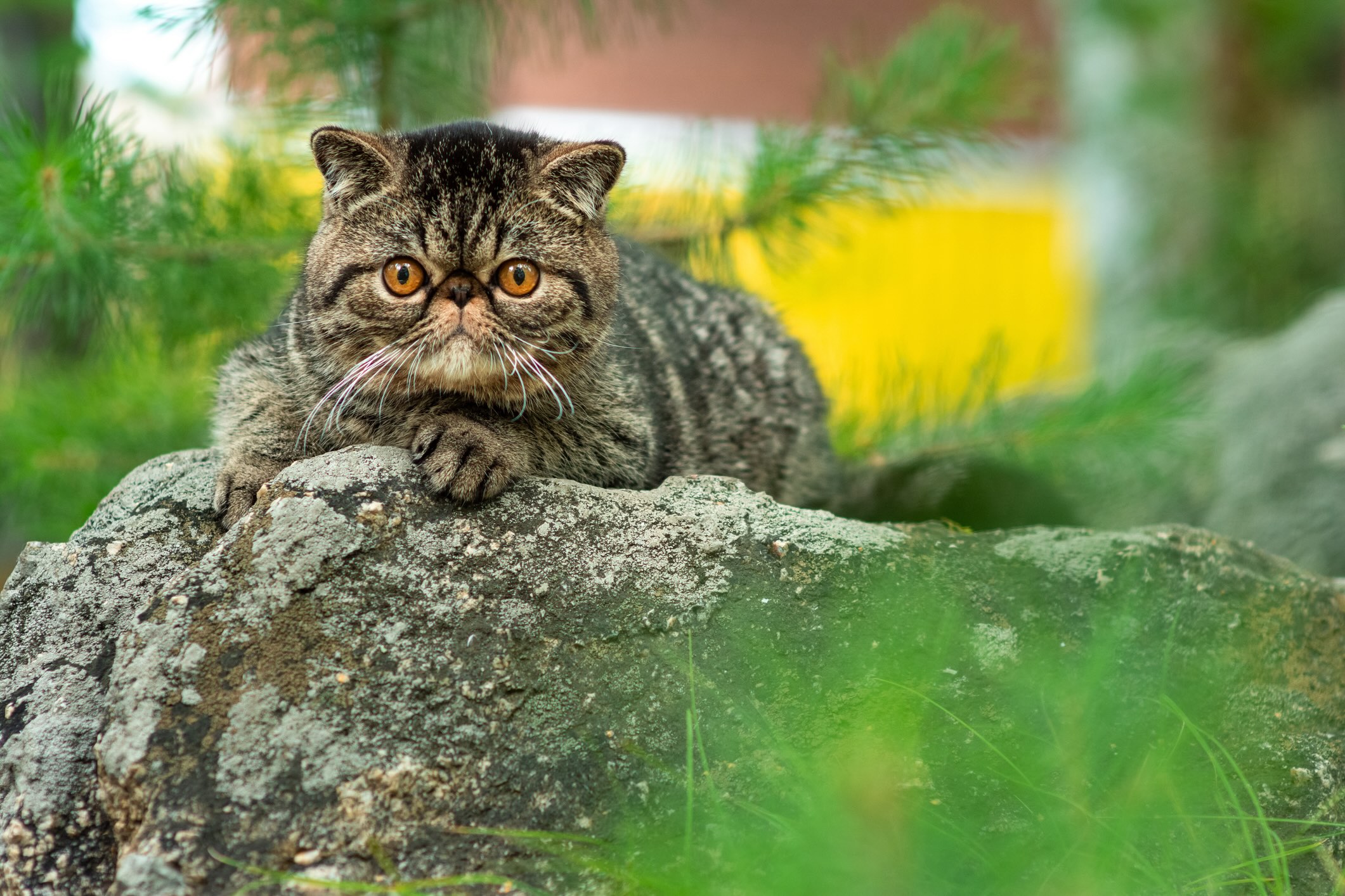 tabby exotic shorthair outside, lying on a rock