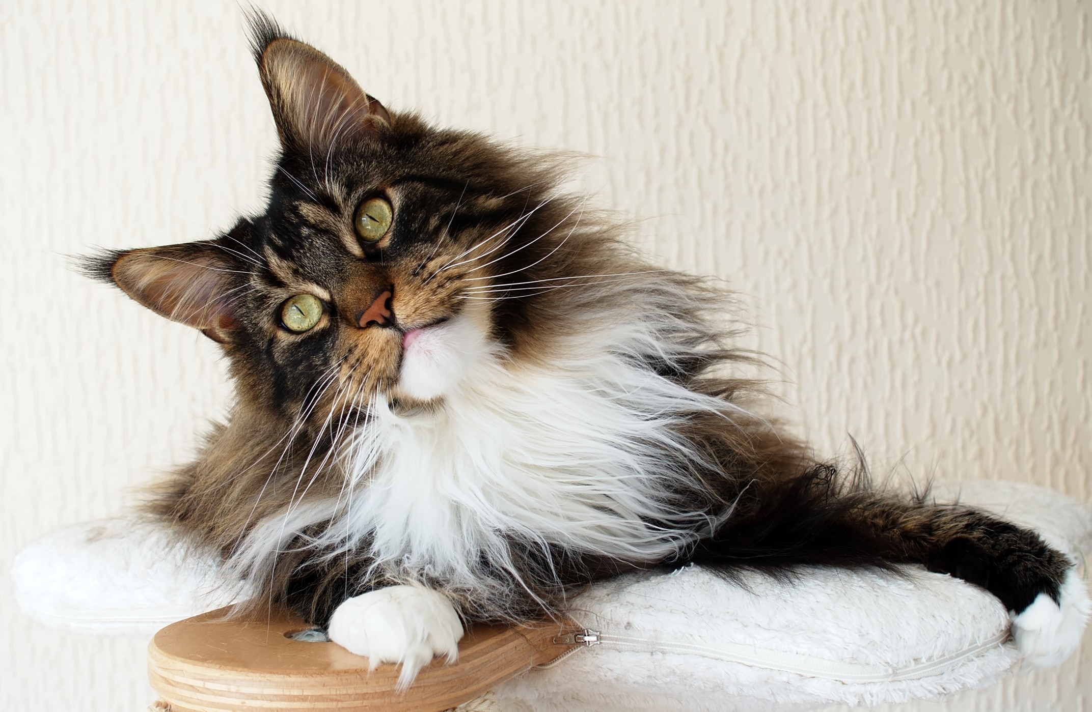 brown tabby maine coon with his head tilted toward the camera