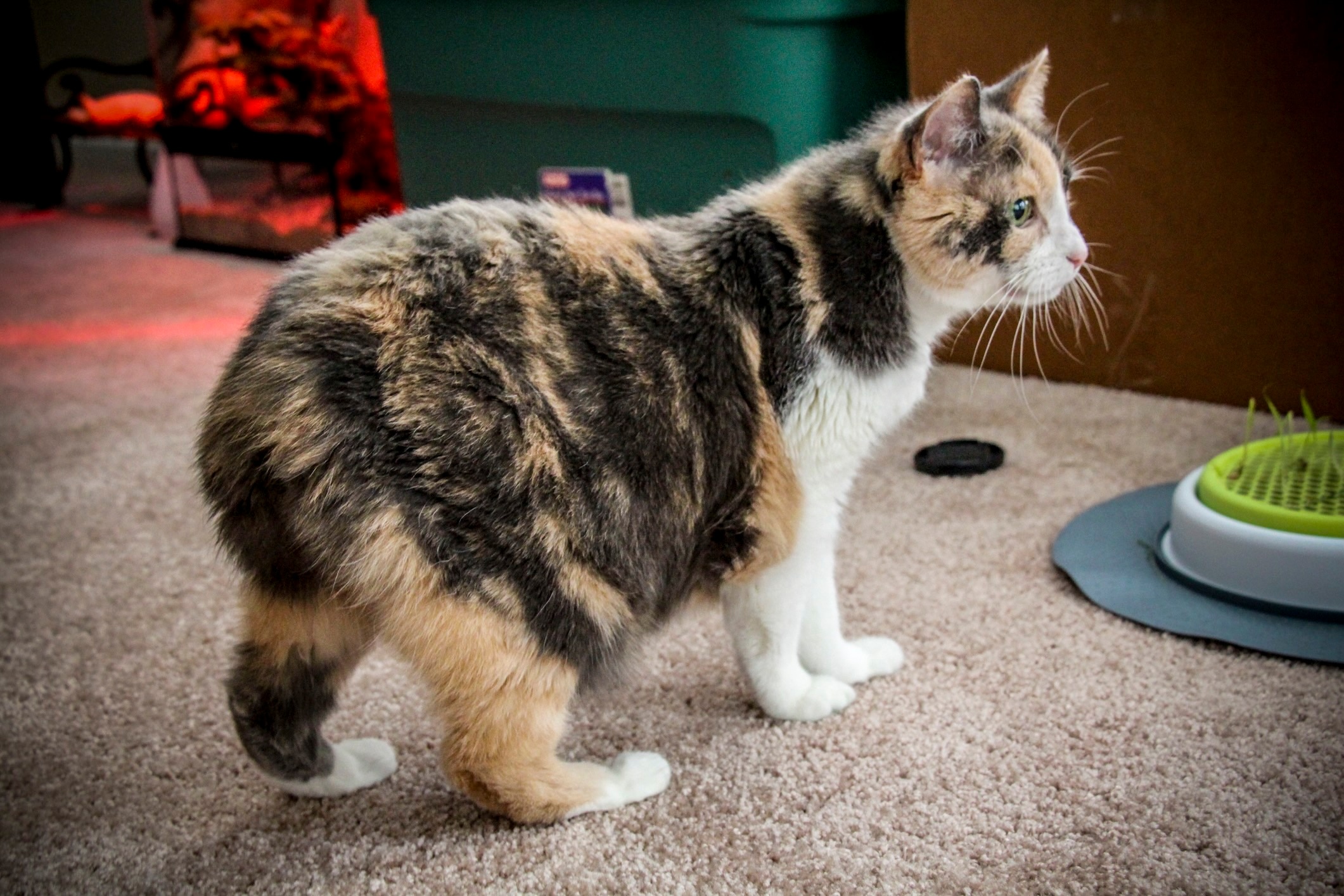 calico manx cat in a living room