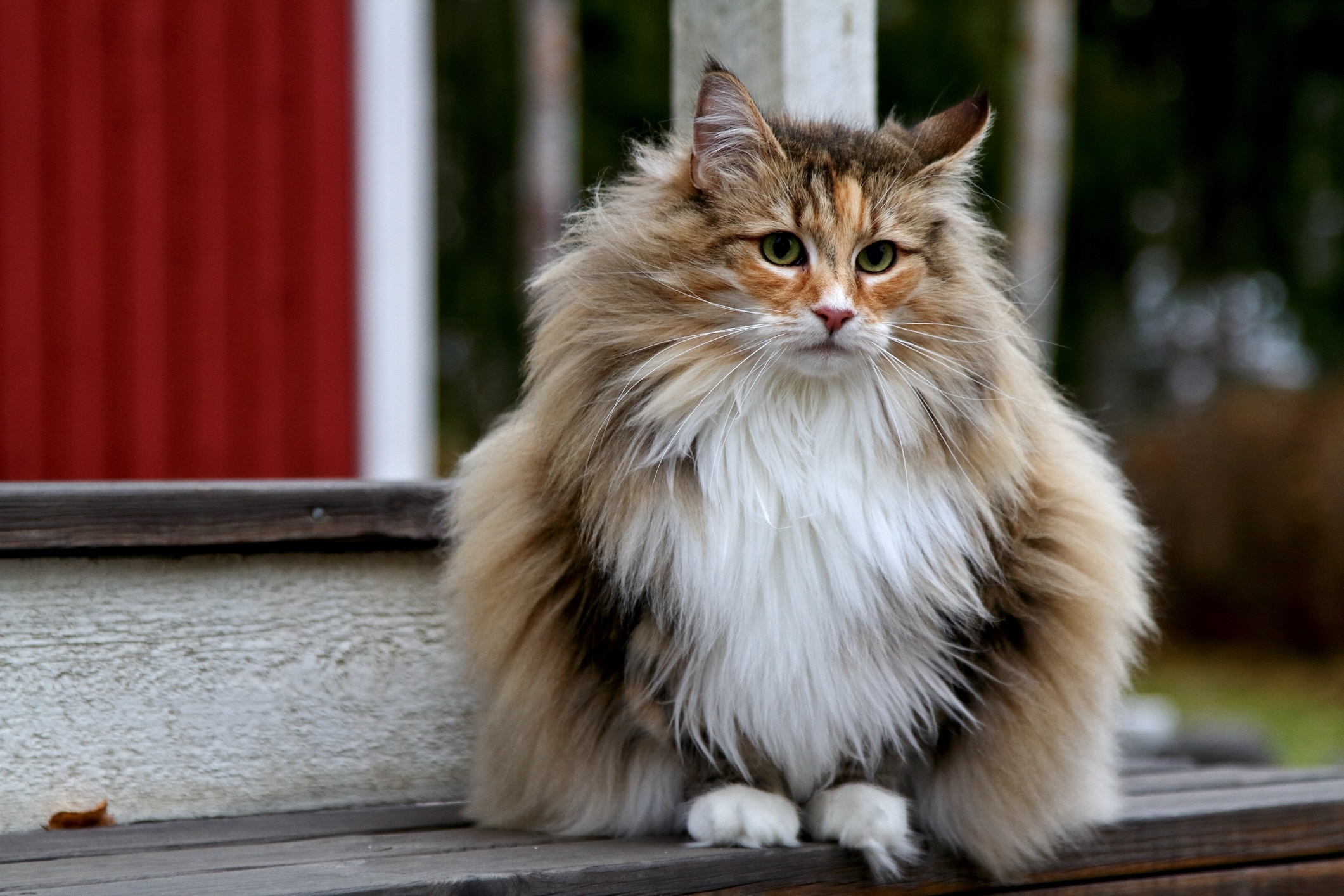 fluffy calico norwegian forest cat sitting