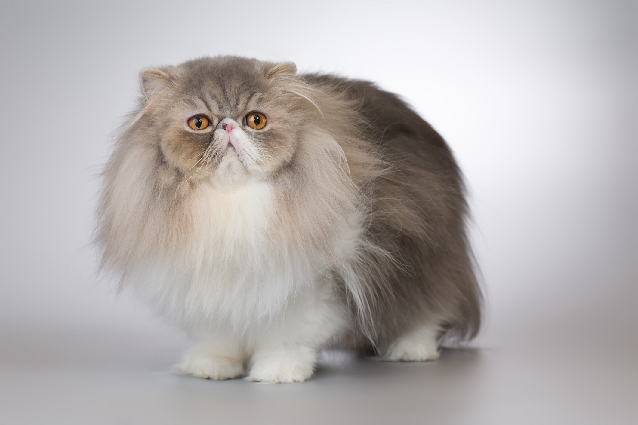 portrait of a gray and white persian cat