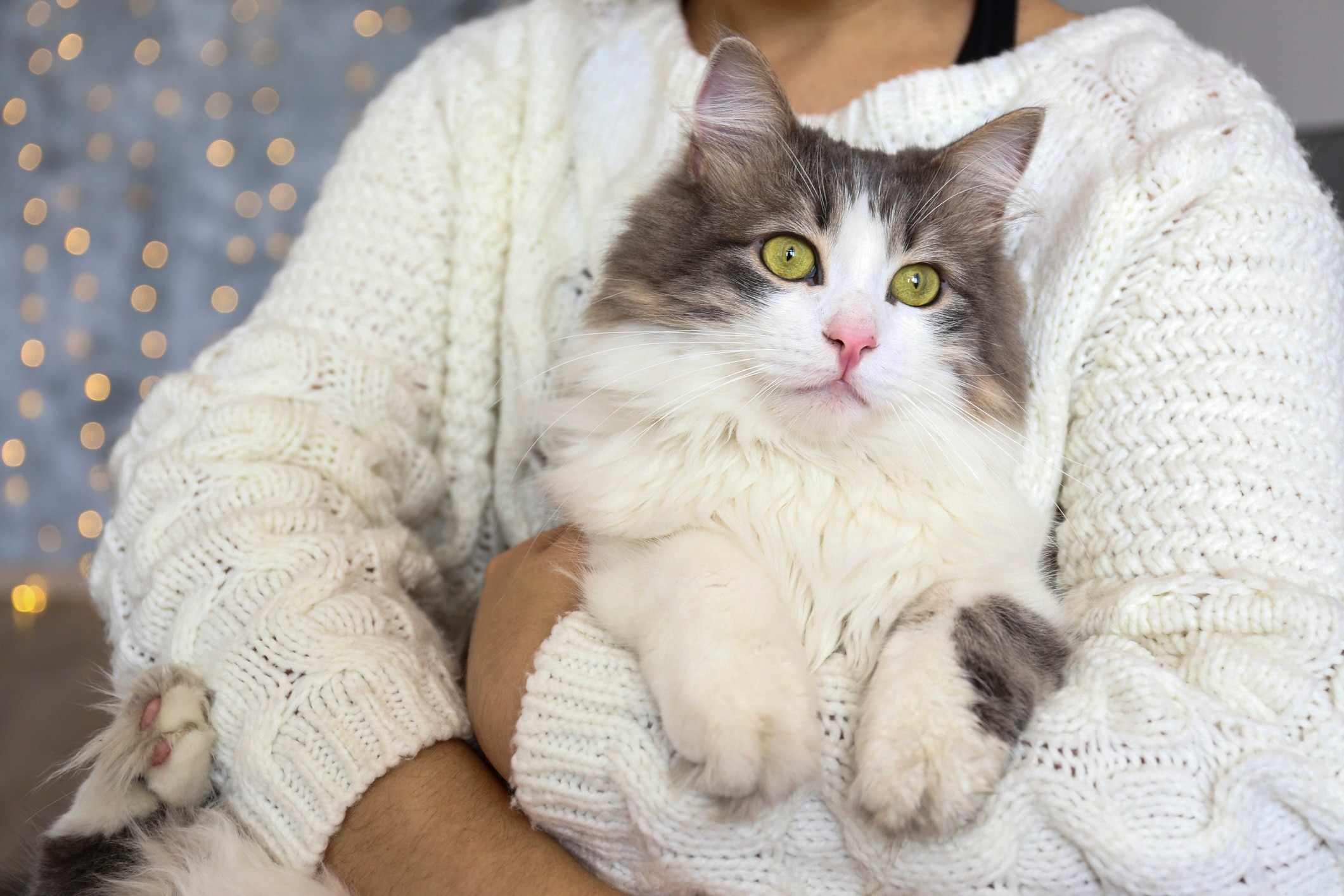 woman wearing a white sweater and holding a white and gray cat