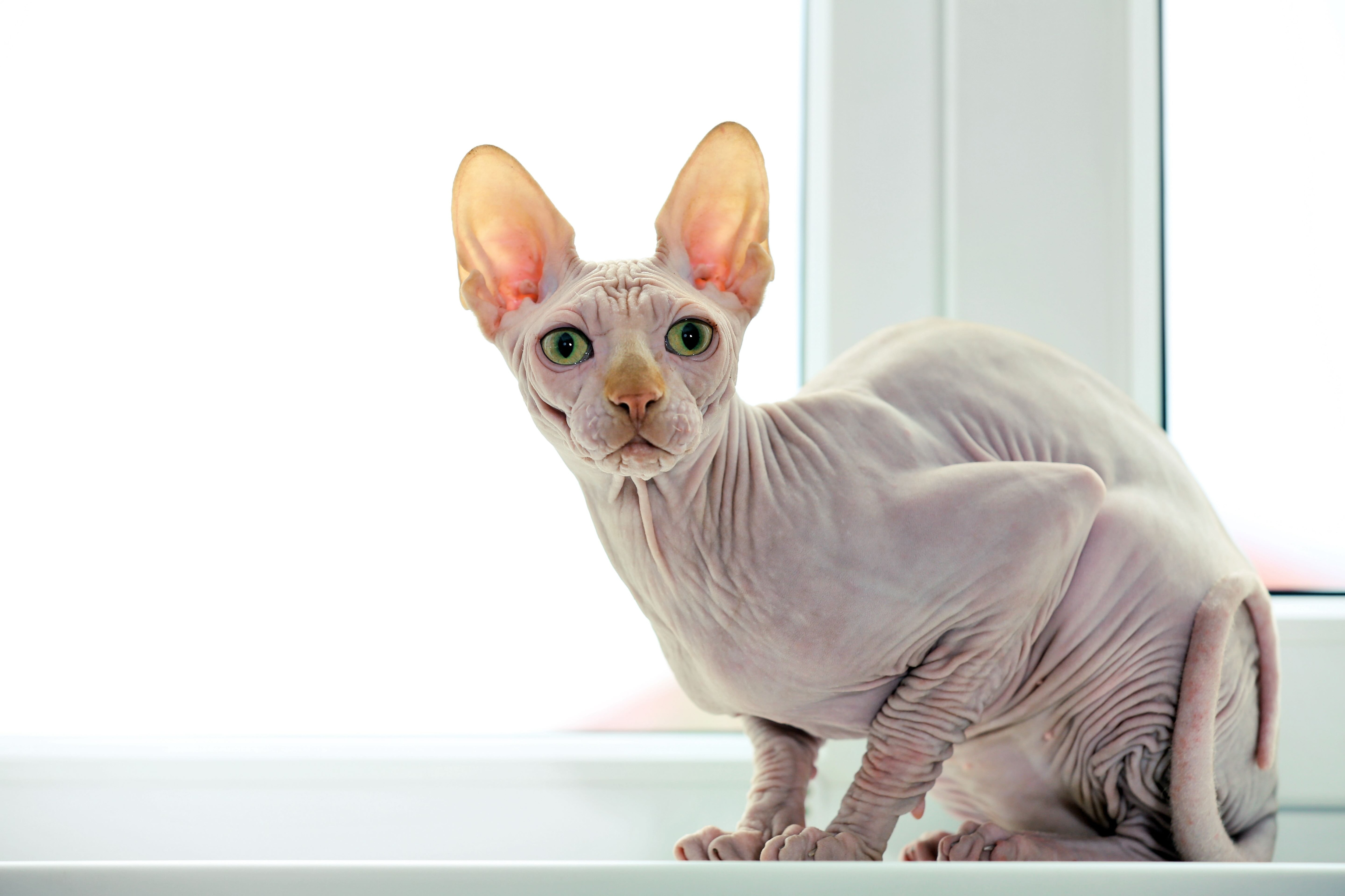 pink sphynx cat crouched on a window sill