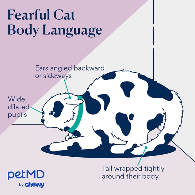 illustration of a scared cat's body language