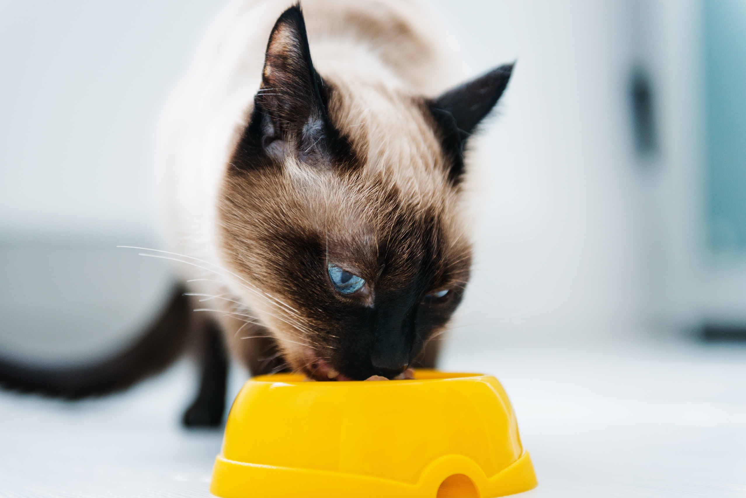 close-up shot of a siamese cat eating from a yellow bowl