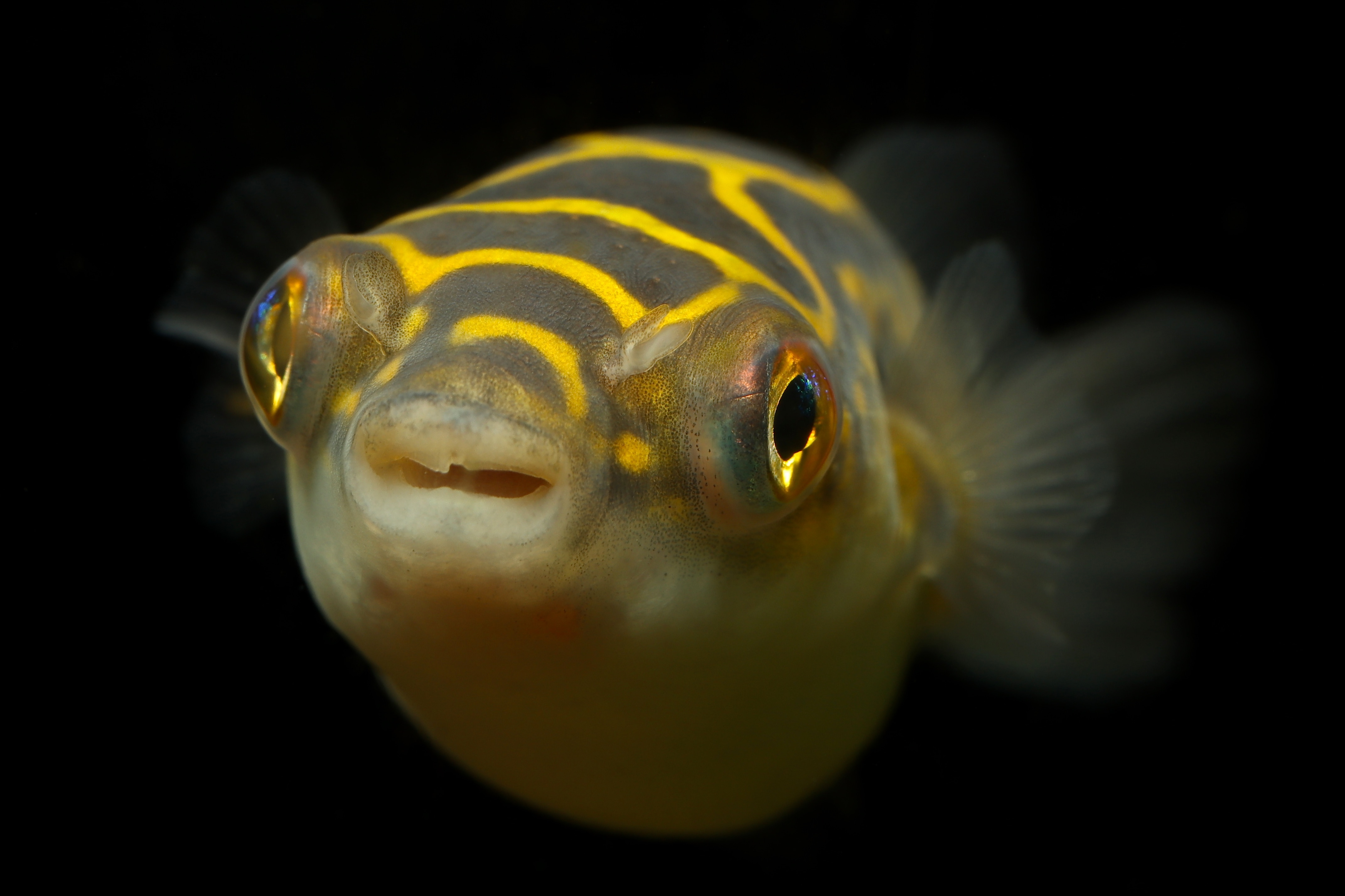 Figure 8 puffer fish