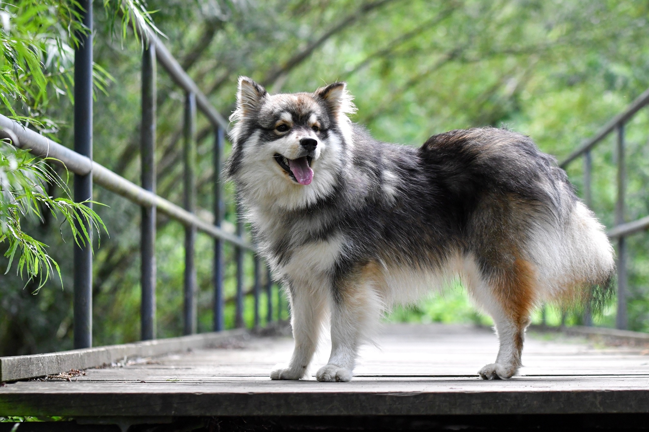 Swedish lapphund fashion white