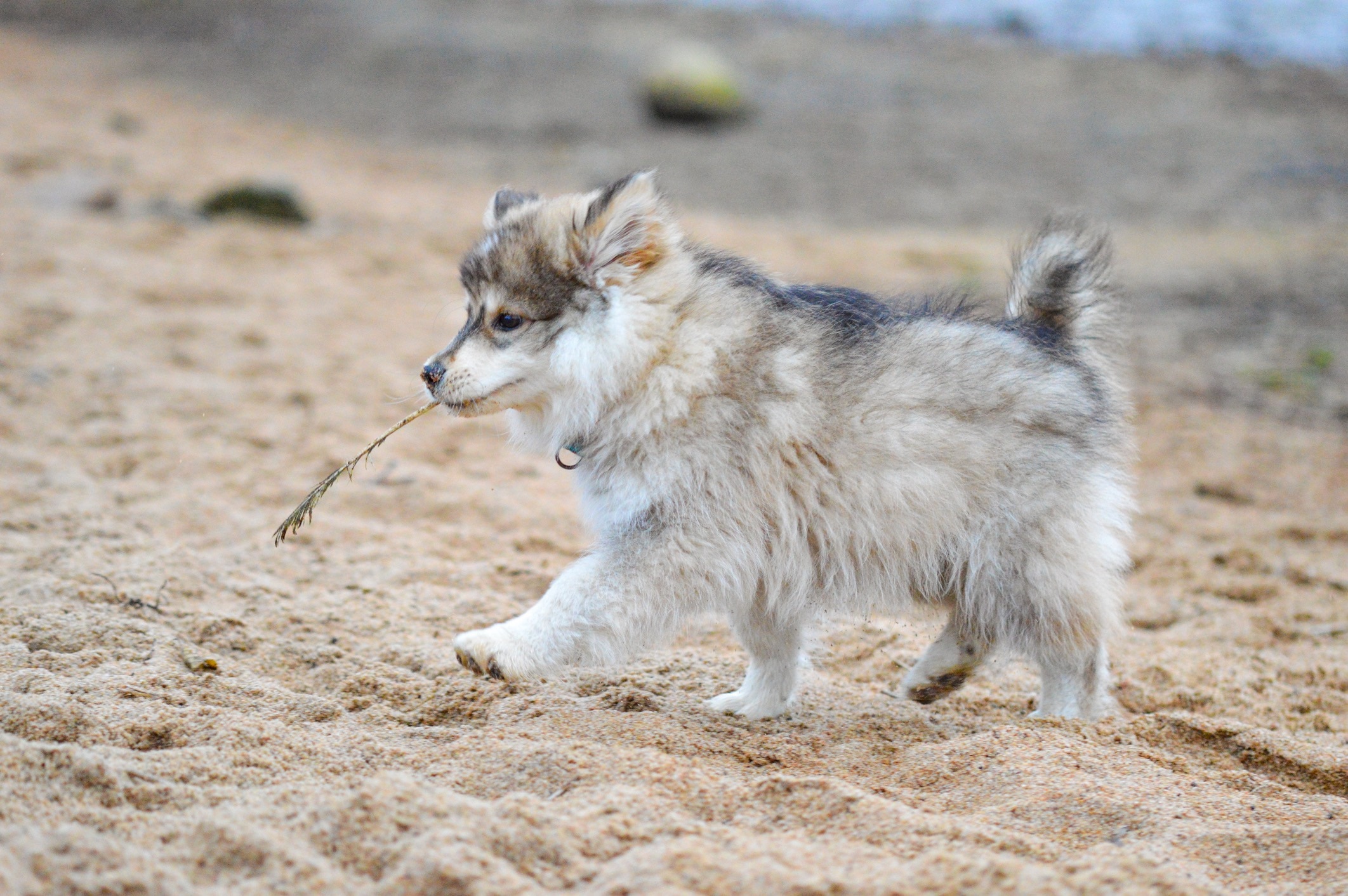 gray finnish lapphund puppy walking on sand with a branch in its mouth