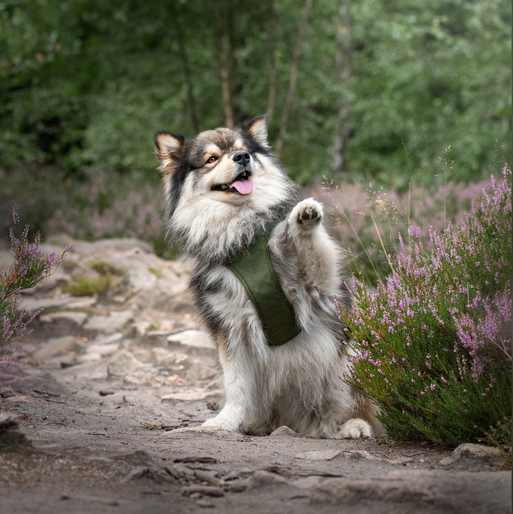finnish lapphund standing on his back legs with his front paws in the air