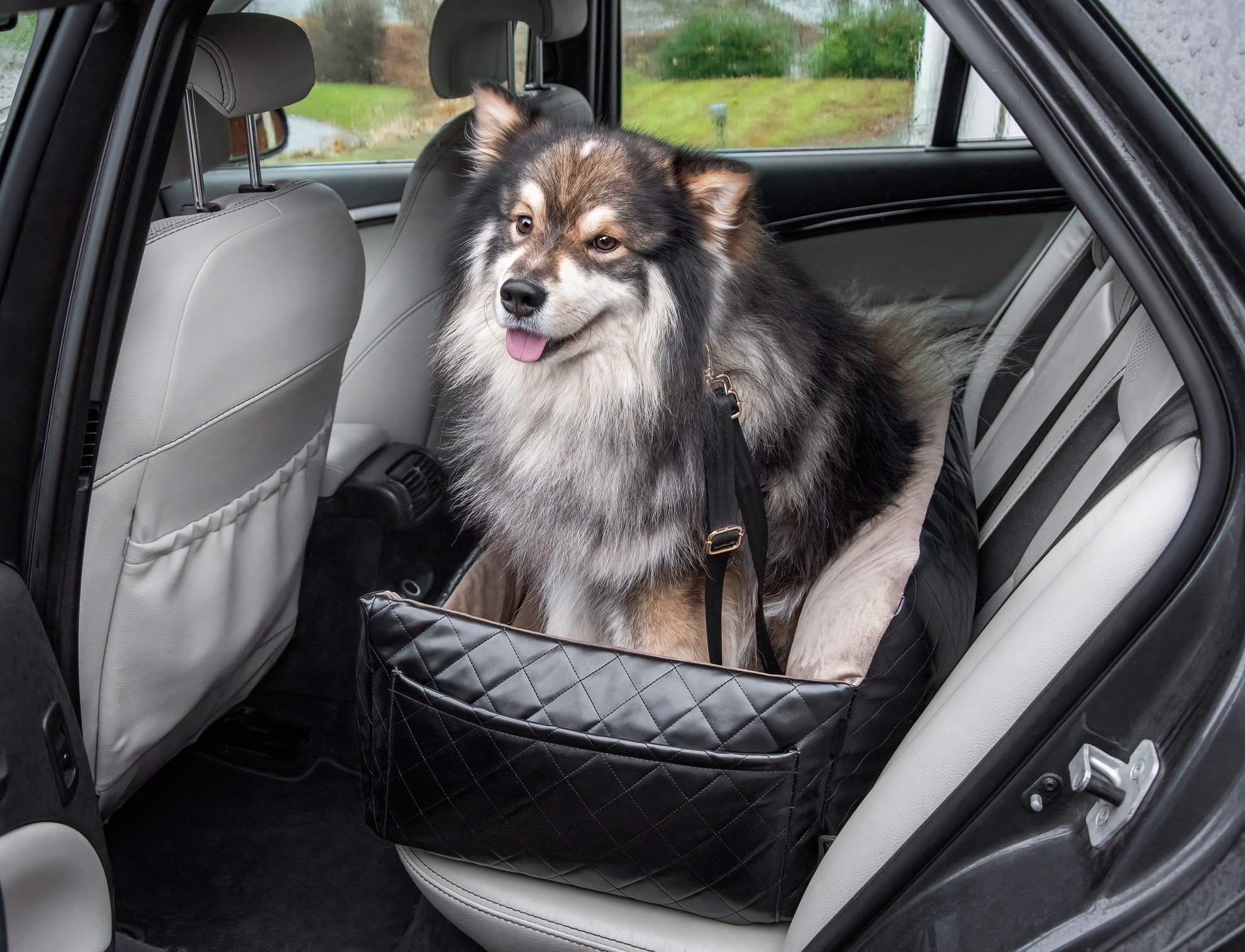 finnish lapphund sitting in a dog car seat