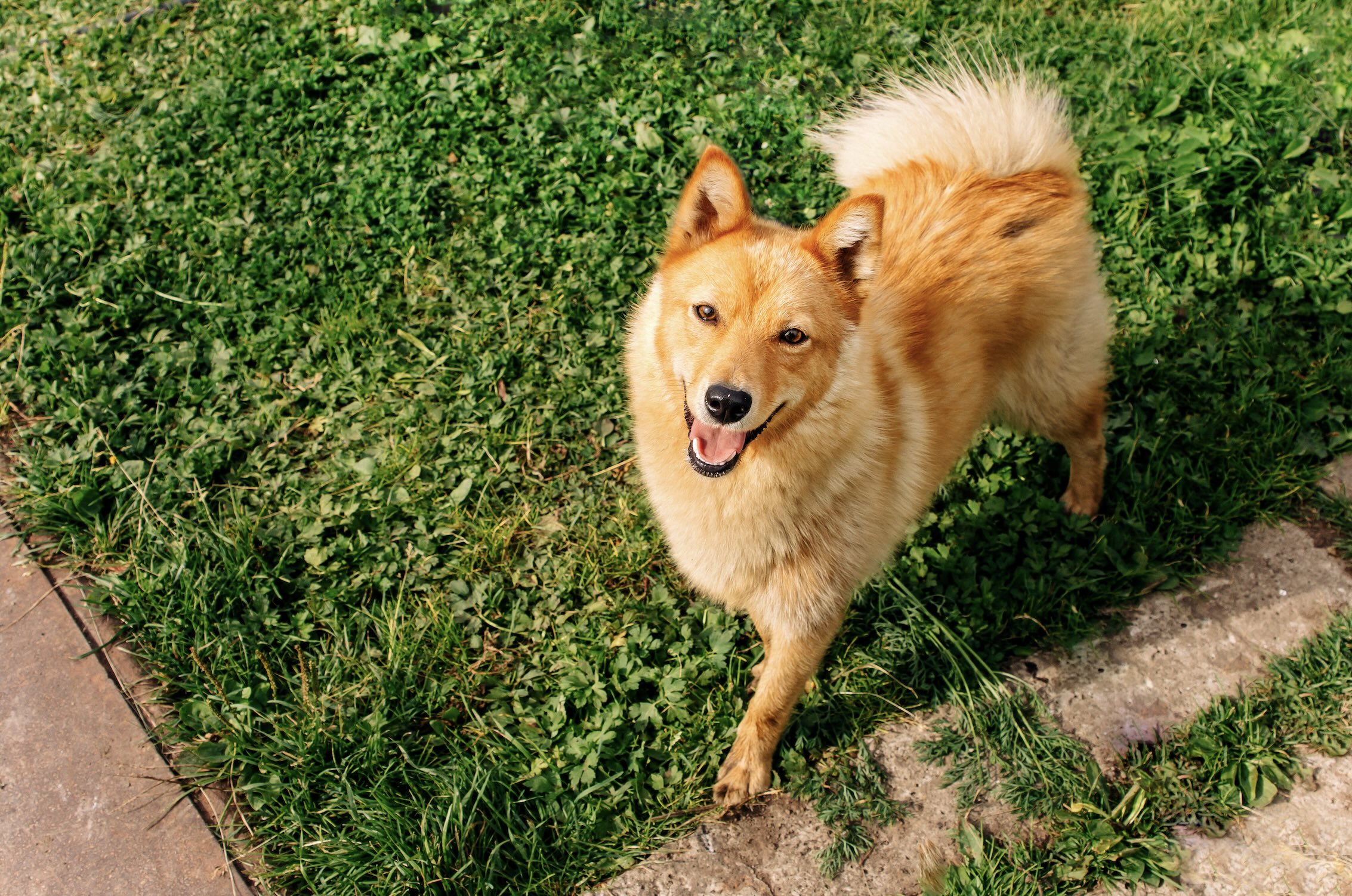 red finnish spitz looking up at the camera while smiling and standing in grass