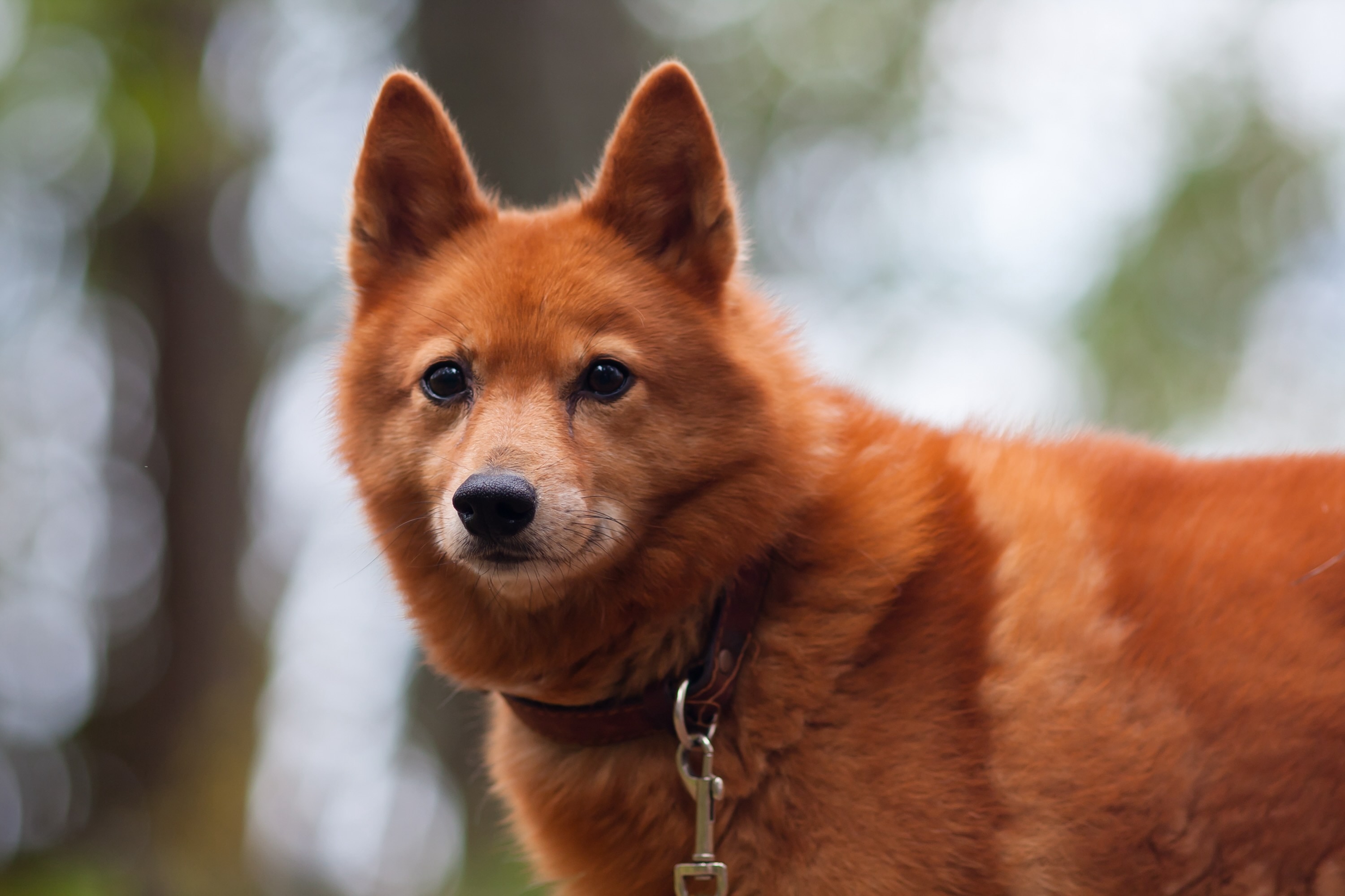 portrait of a red finnish spitz