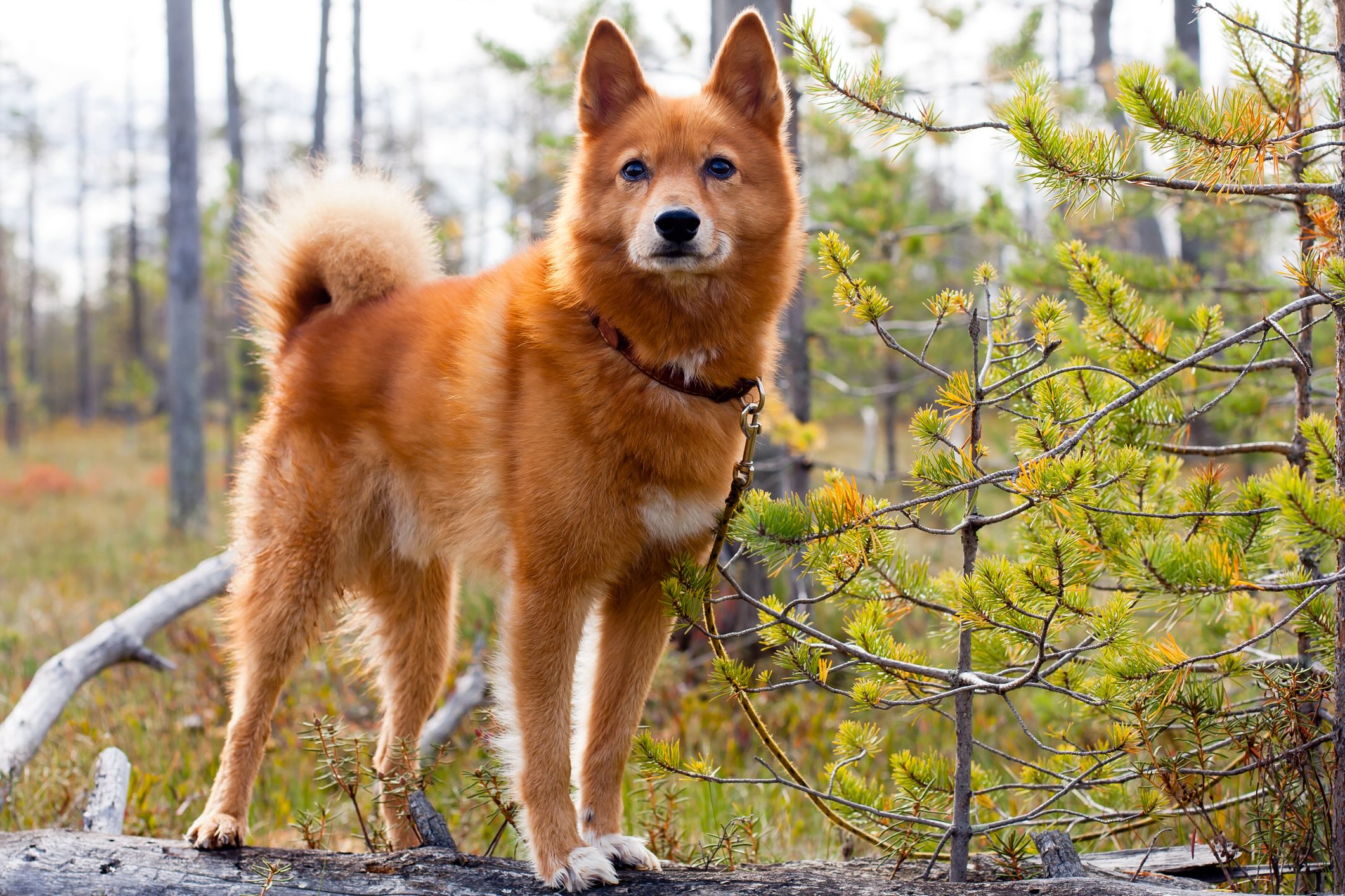 finnish spitz standing on a log