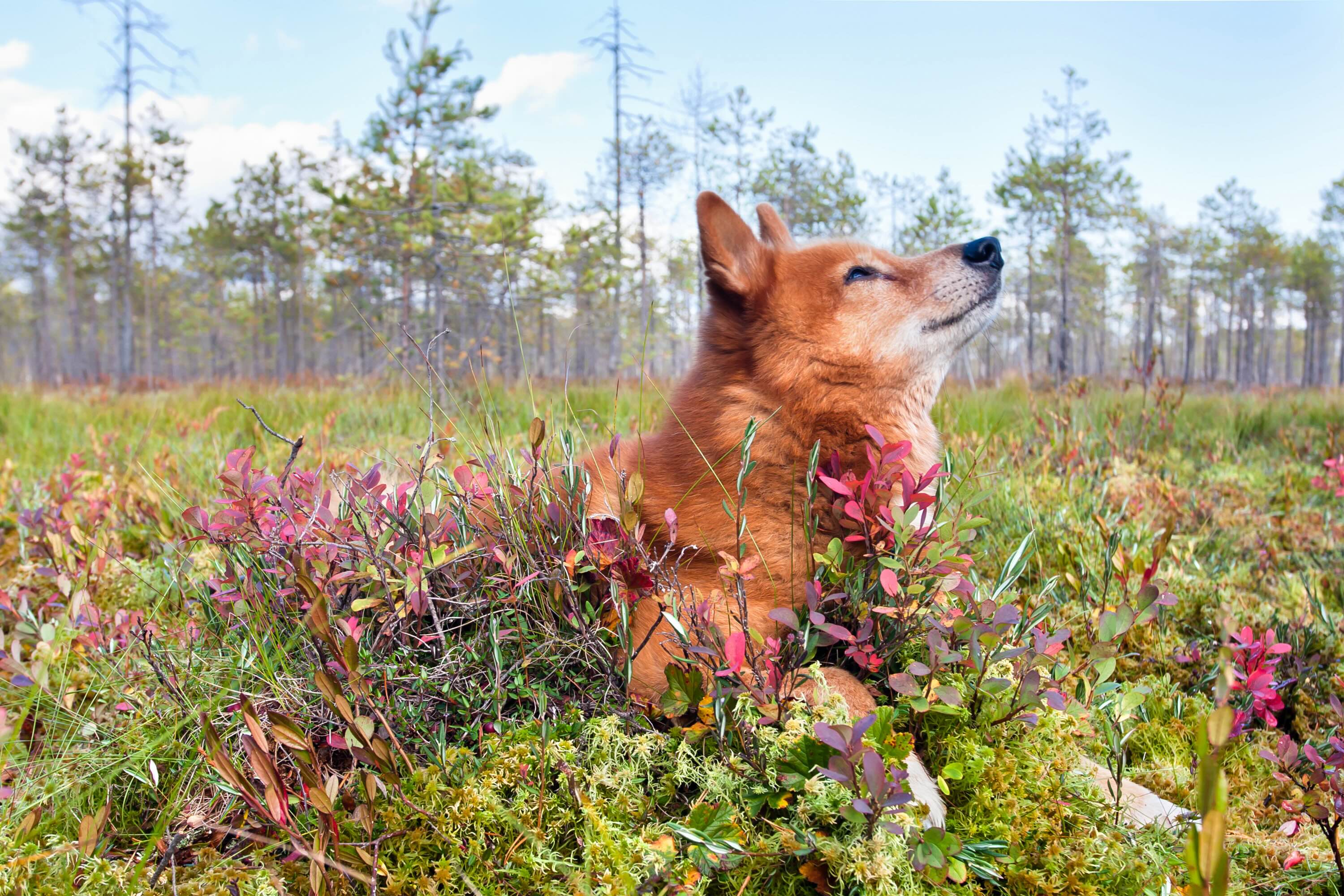 old finnish spitz lying among flowers and looking up at the sky