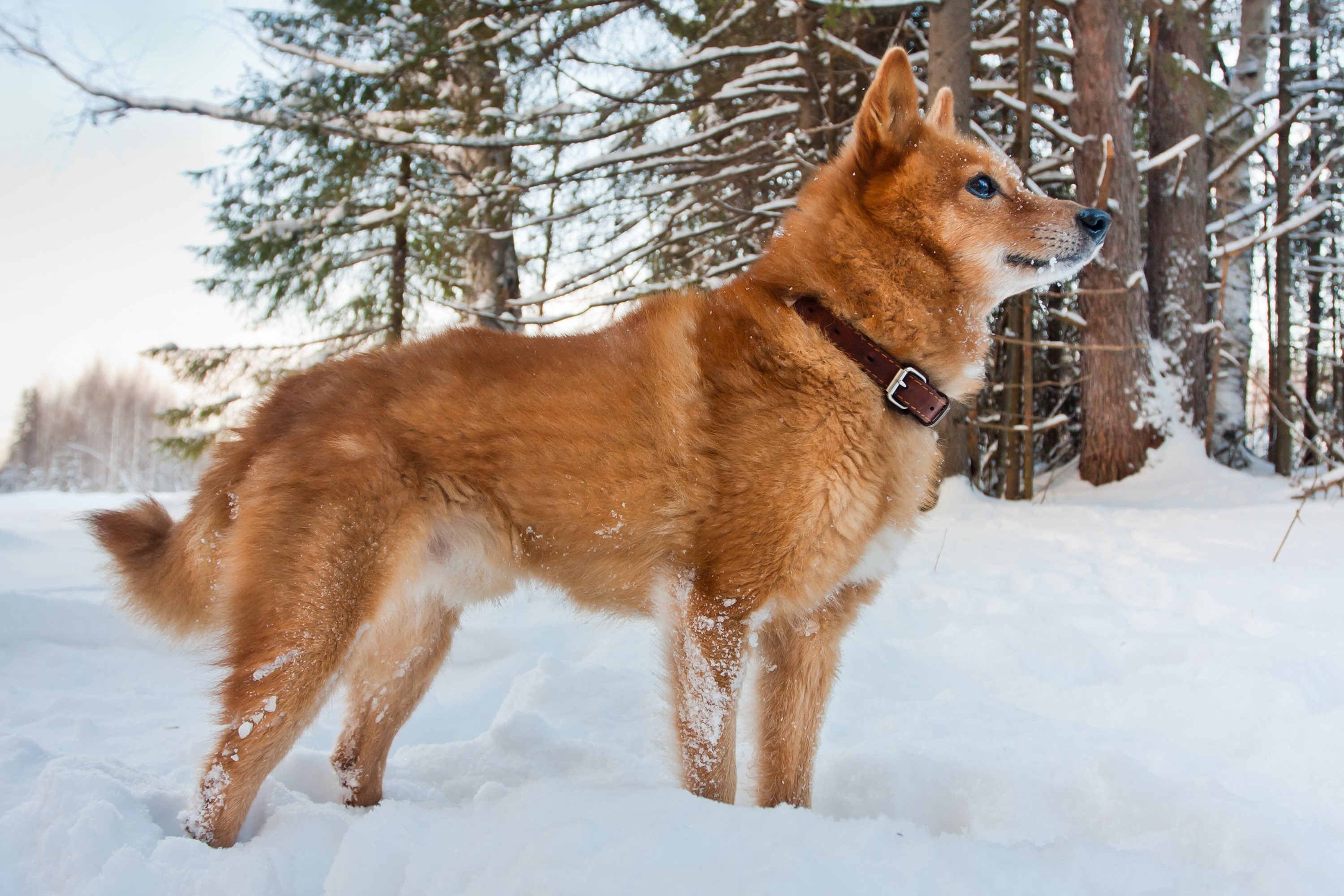 finnish spitz standing in snow