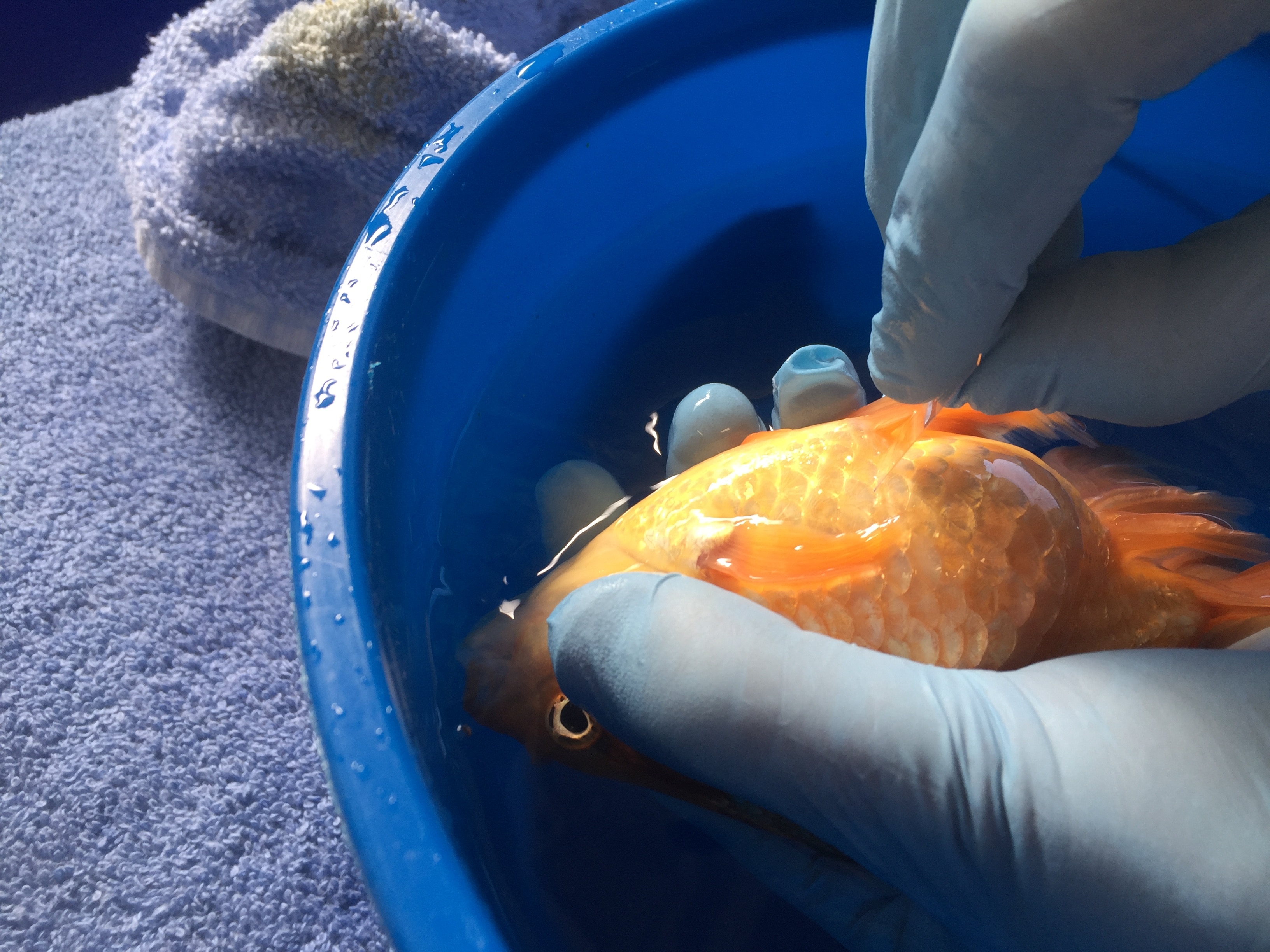 A veterinarian performs a mucus scrape on the underside of a sedated goldfish using a a glass slide to collect the mucus.